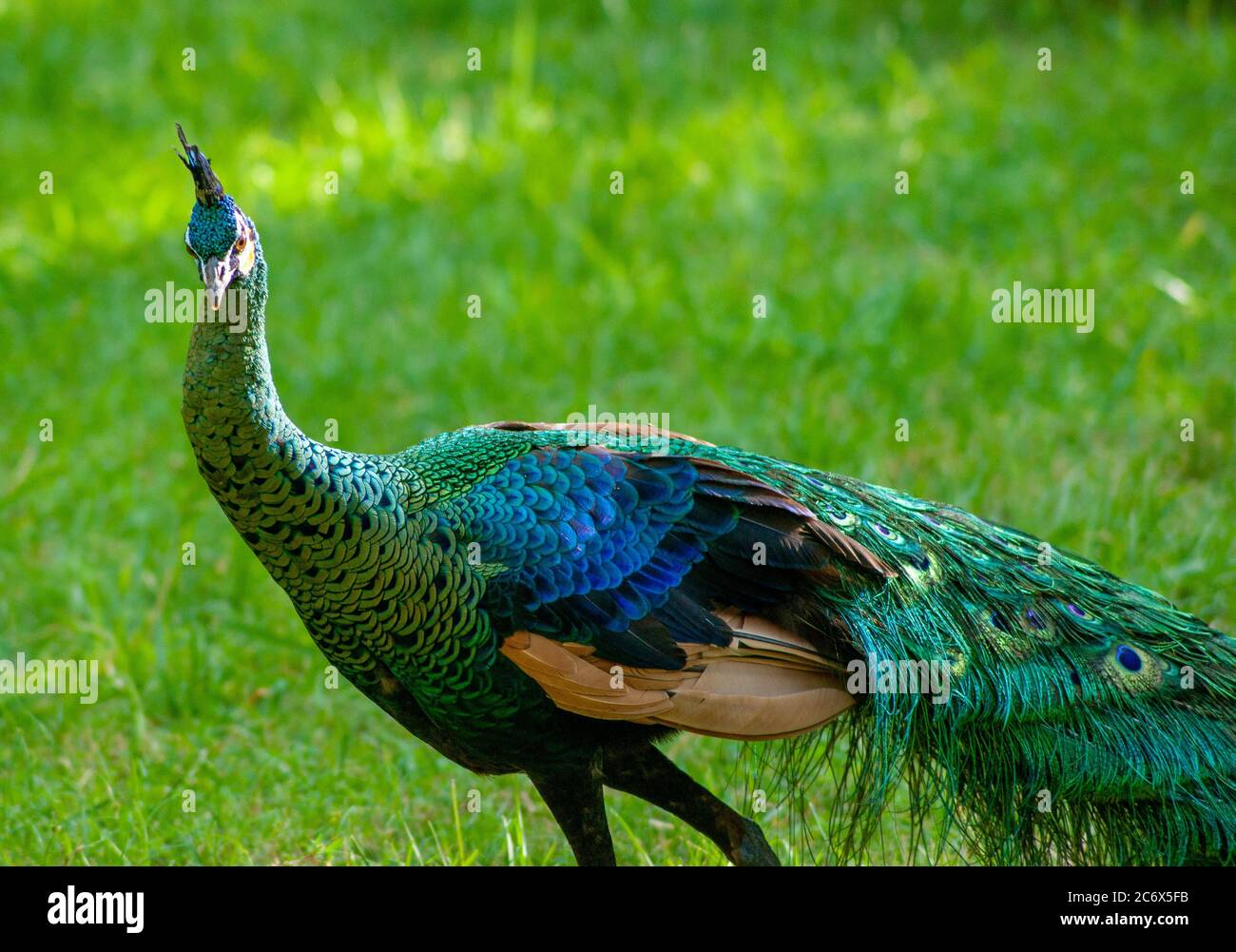 Un paon coloré à la fierté Banque D'Images