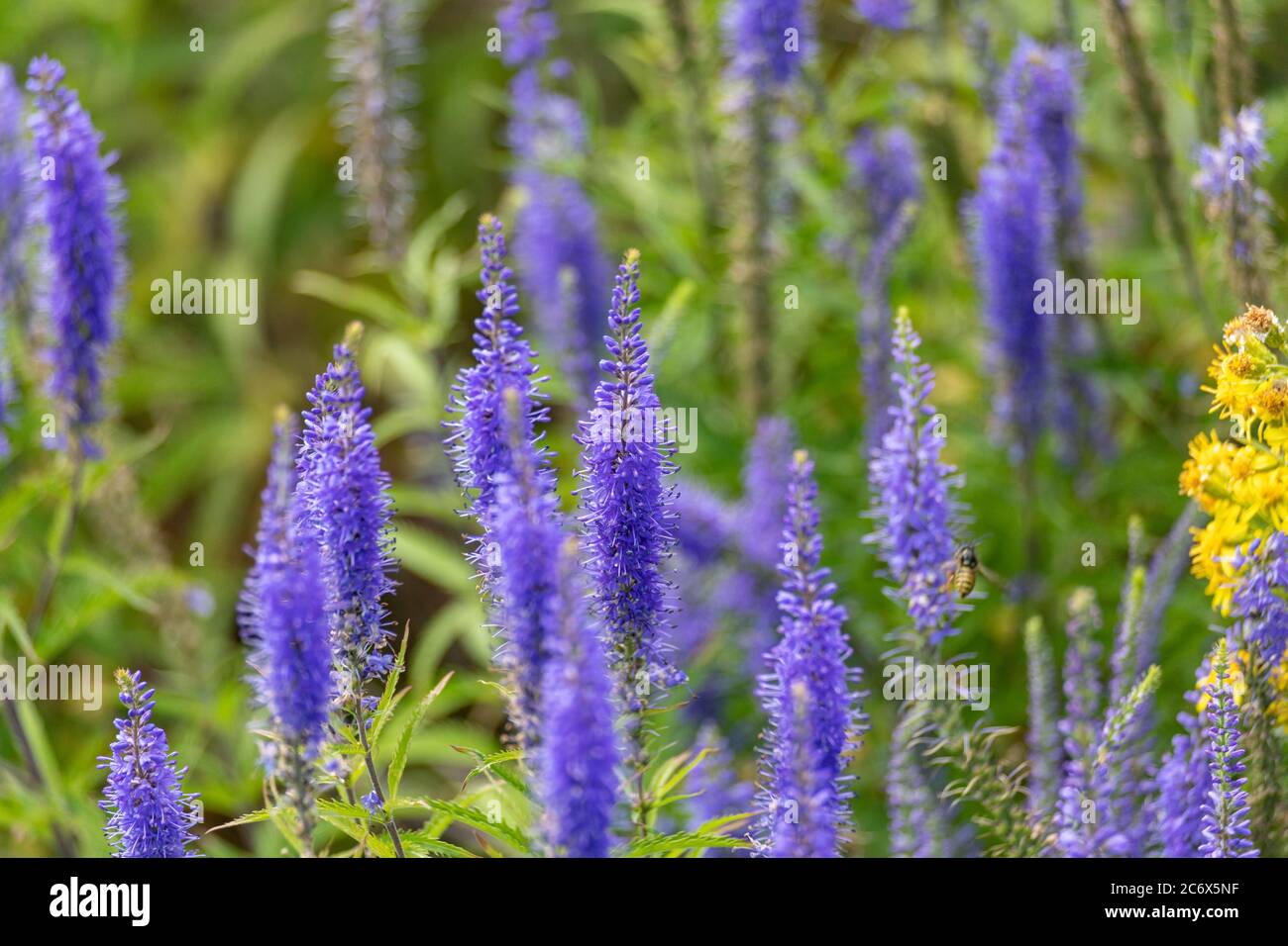 Fleurs violettes de Veronica longifolia sauvage, connues sous le nom de Garden speedwell ou Longleaf speedwell Banque D'Images