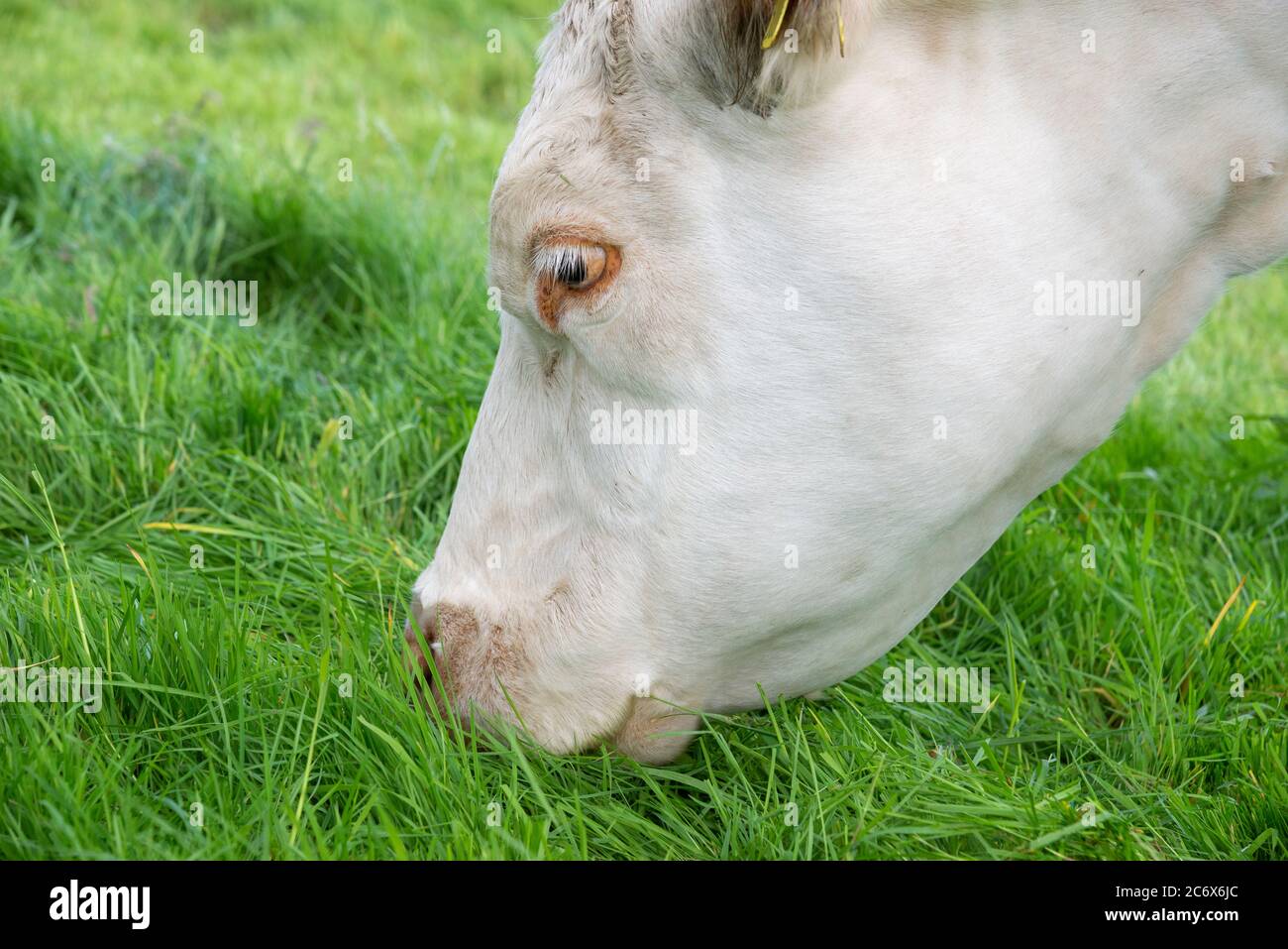 Gros plan sur la vache Charolais paître sur une herbe d'été verte luxuriante Banque D'Images