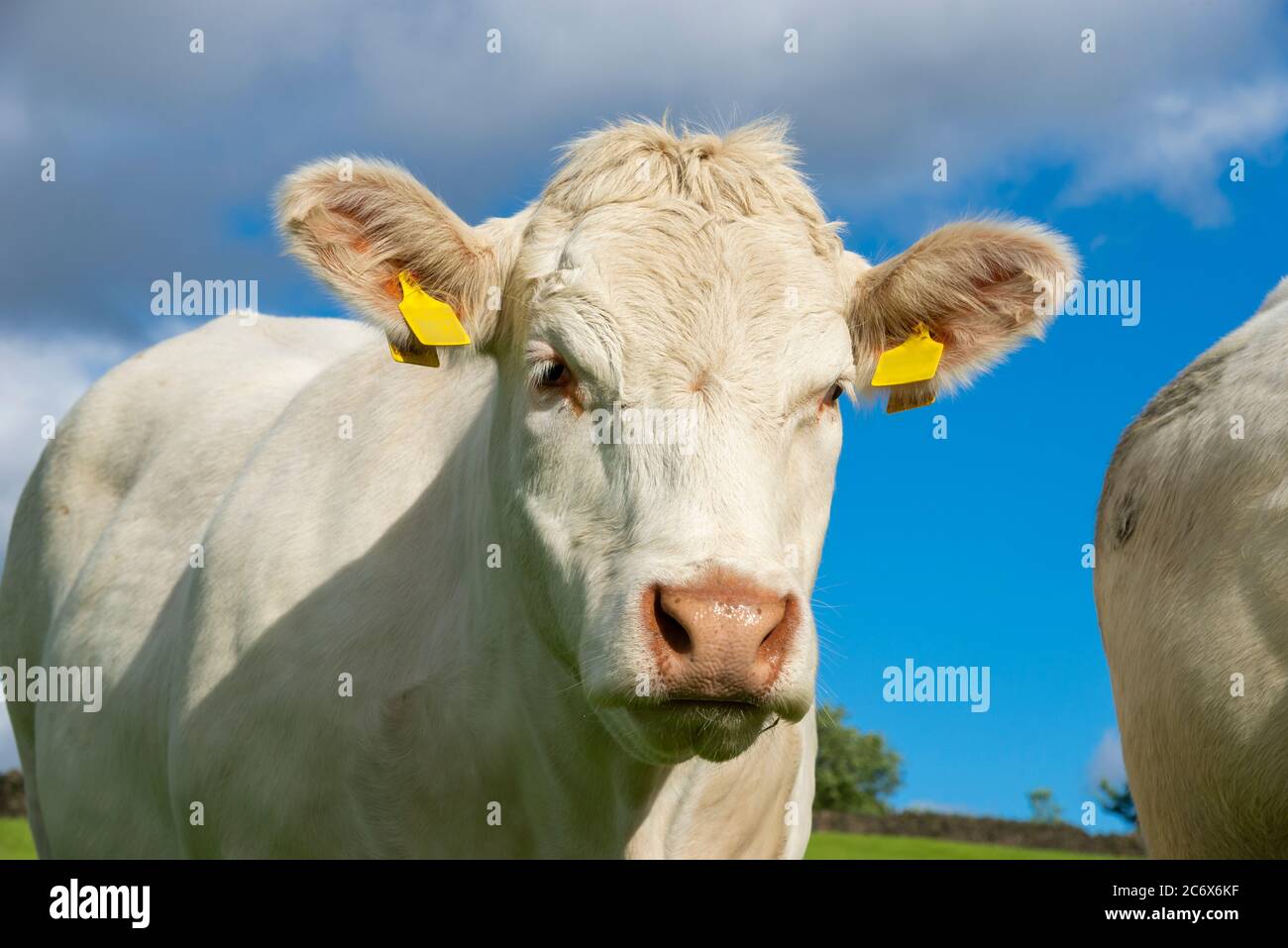 Vache Charolais sous le soleil d'été Banque D'Images