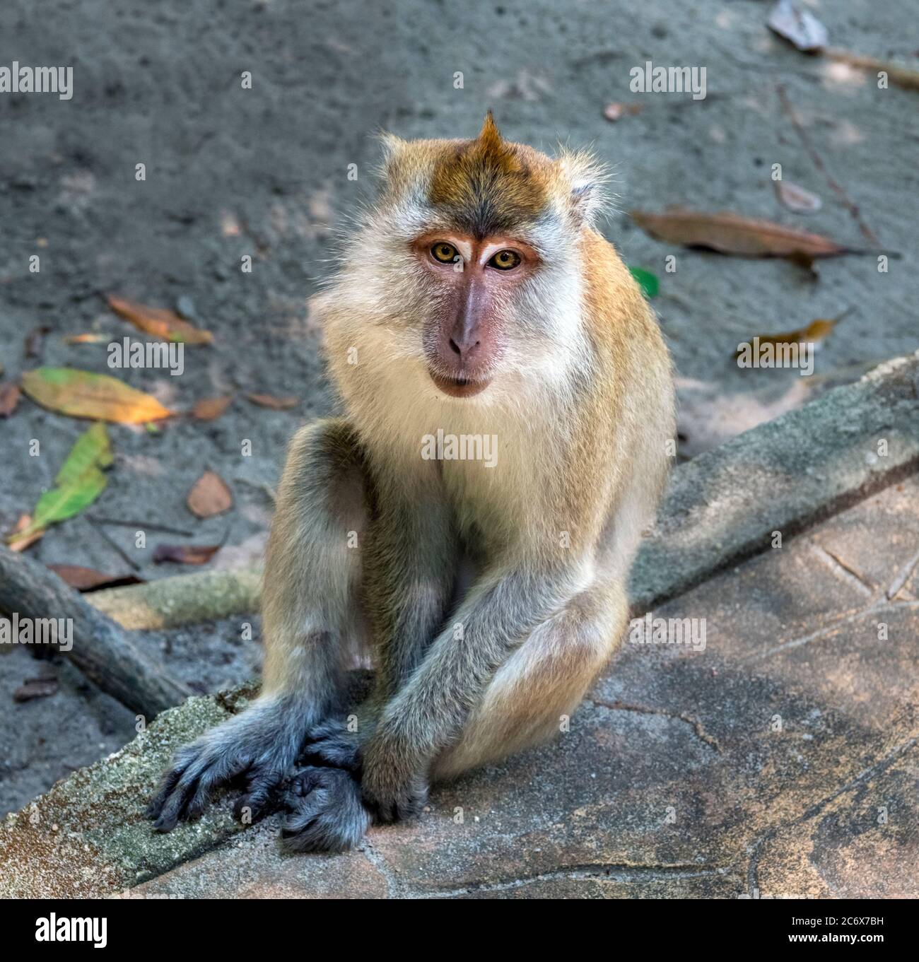Macaque mangeant du crabe (Macaca fascicularis) ou Macaque à queue longue, parc national de Penang, Teluk Bahang, Penang, Malaisie Banque D'Images
