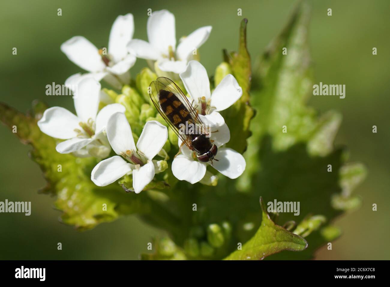L'aéroglisseur femelle Melanostoma scalare de la famille des Syrphidae sur des fleurs de moutarde à l'ail (Alliaria petiolata). Famille des Brassicaceae ou des Cruciferae. Ressort Banque D'Images