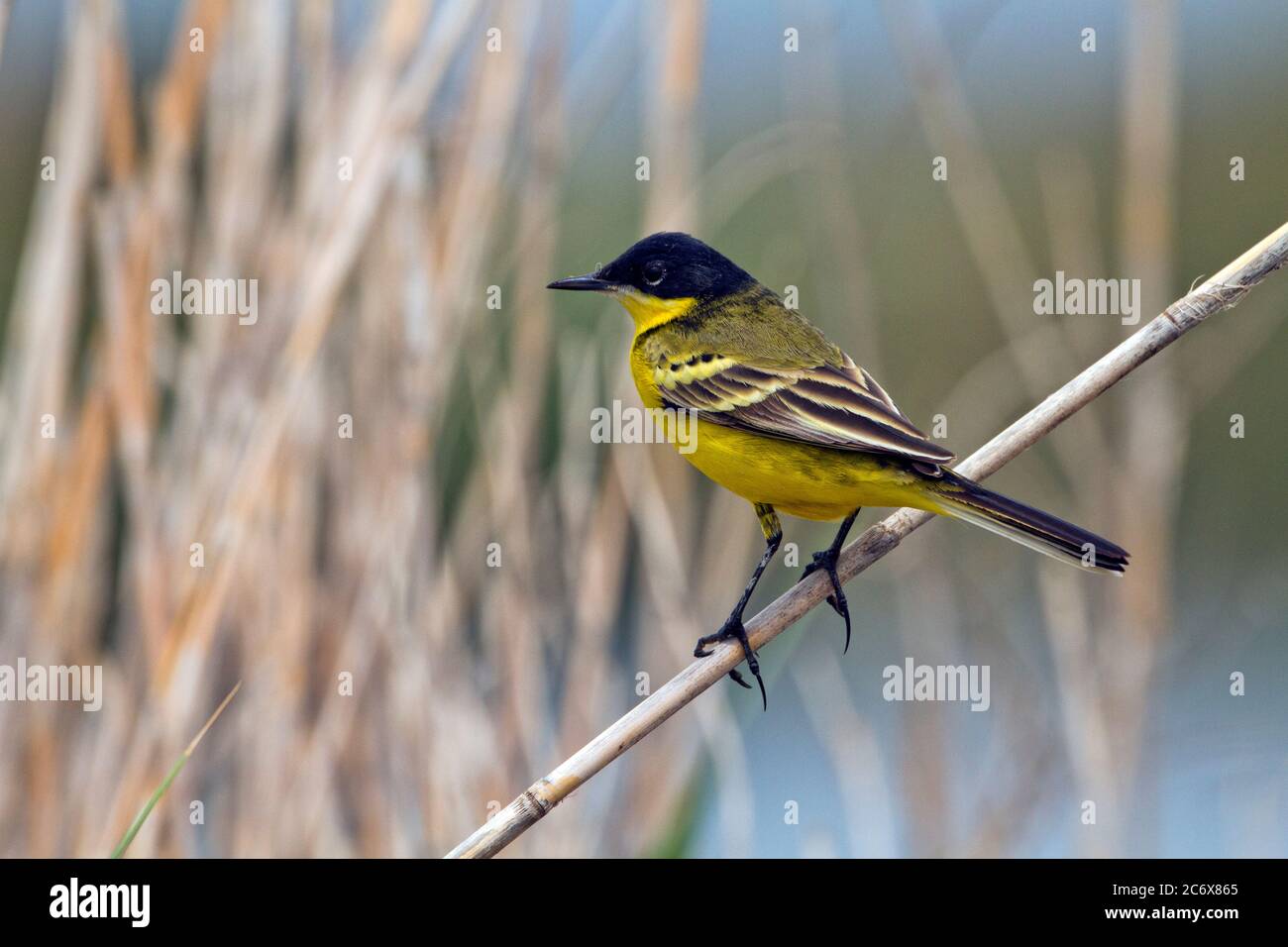 Queue de cheval à tête noire Motacilla flava feldegg Banque D'Images