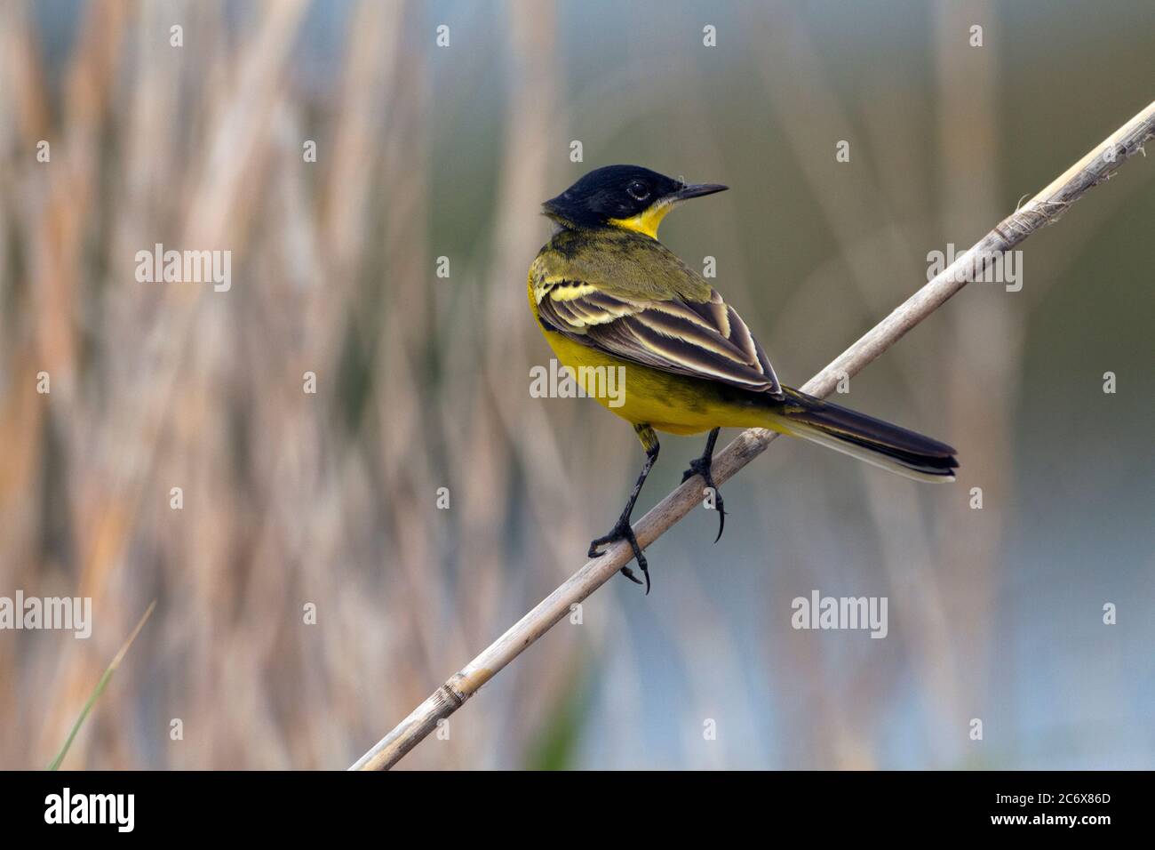 Queue de cheval à tête noire Motacilla flava feldegg Banque D'Images
