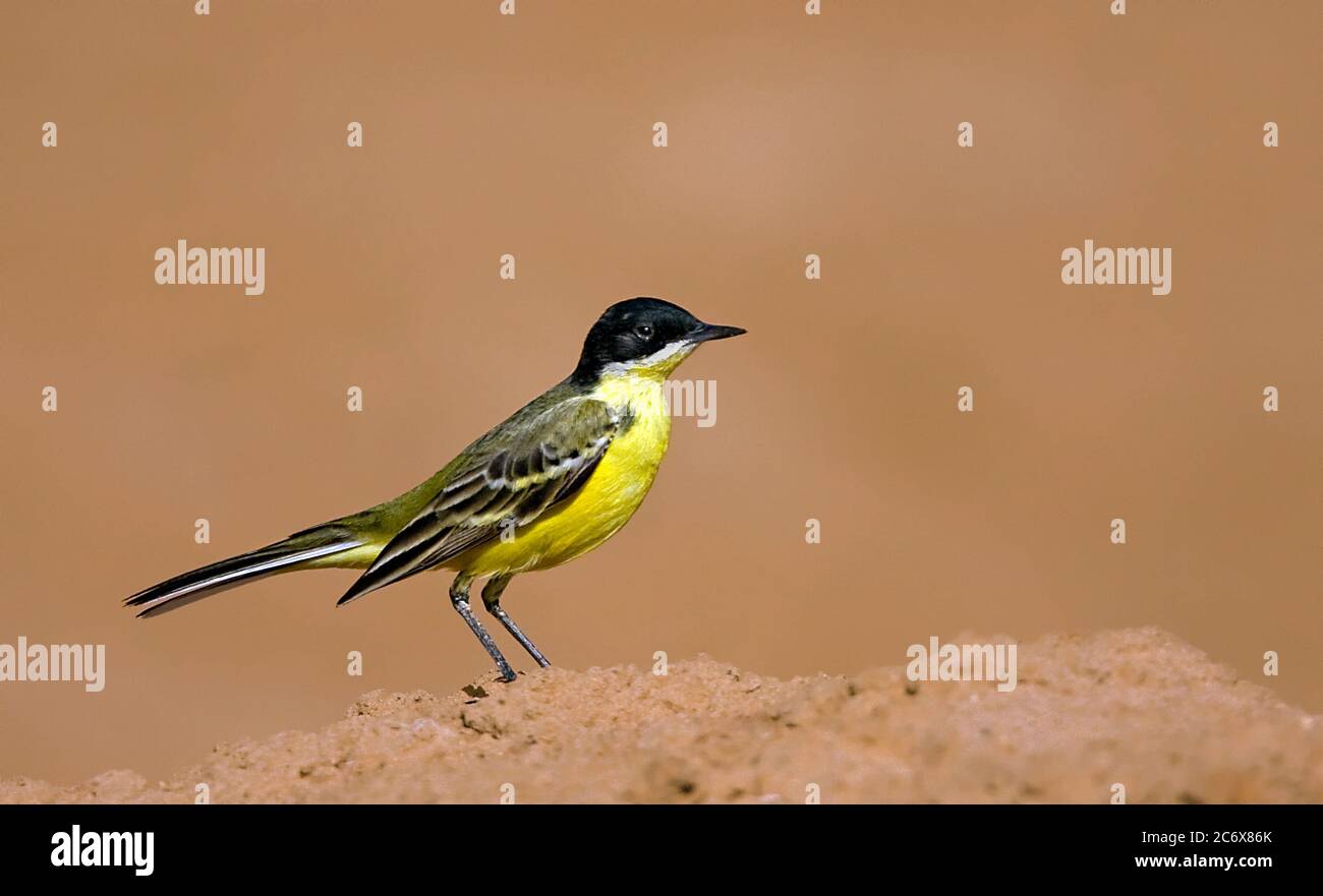 Queue de cheval à tête noire Motacilla flava feldegg Banque D'Images