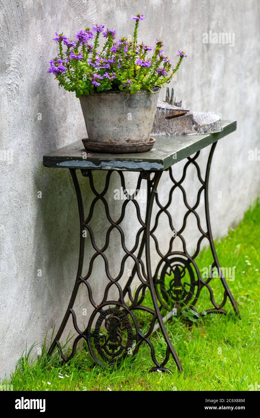 Décoration de jardin vintage faite d'une ancienne table en fer pour machine  à coudre et plante à fleurs violettes en pot en béton gris Photo Stock -  Alamy