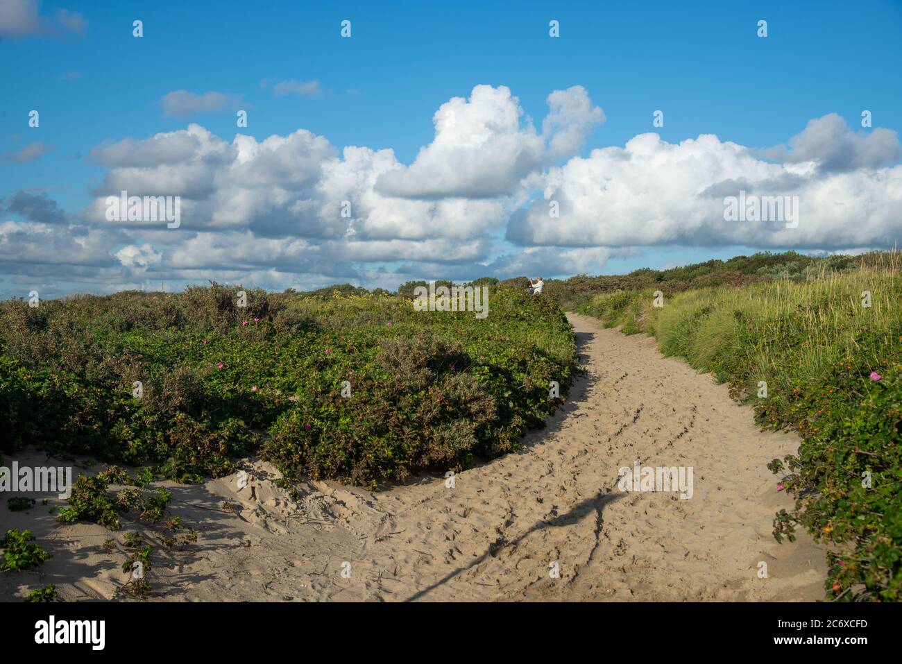 Sentier sablonneux à travers les dunes de Den Haag, Hollande Banque D'Images