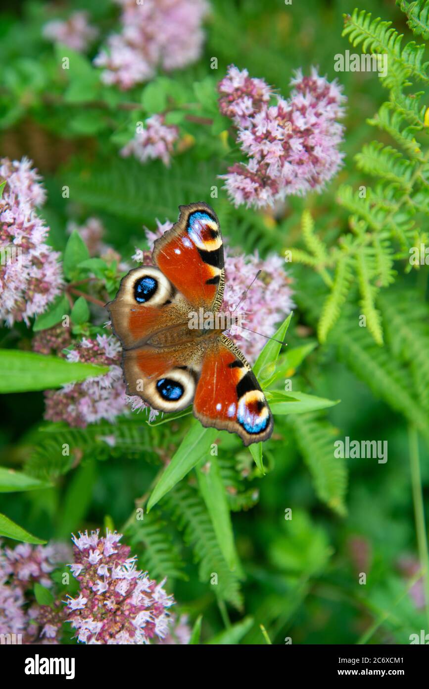 papillon de paon à l'origan sauvage en fleurs Banque D'Images