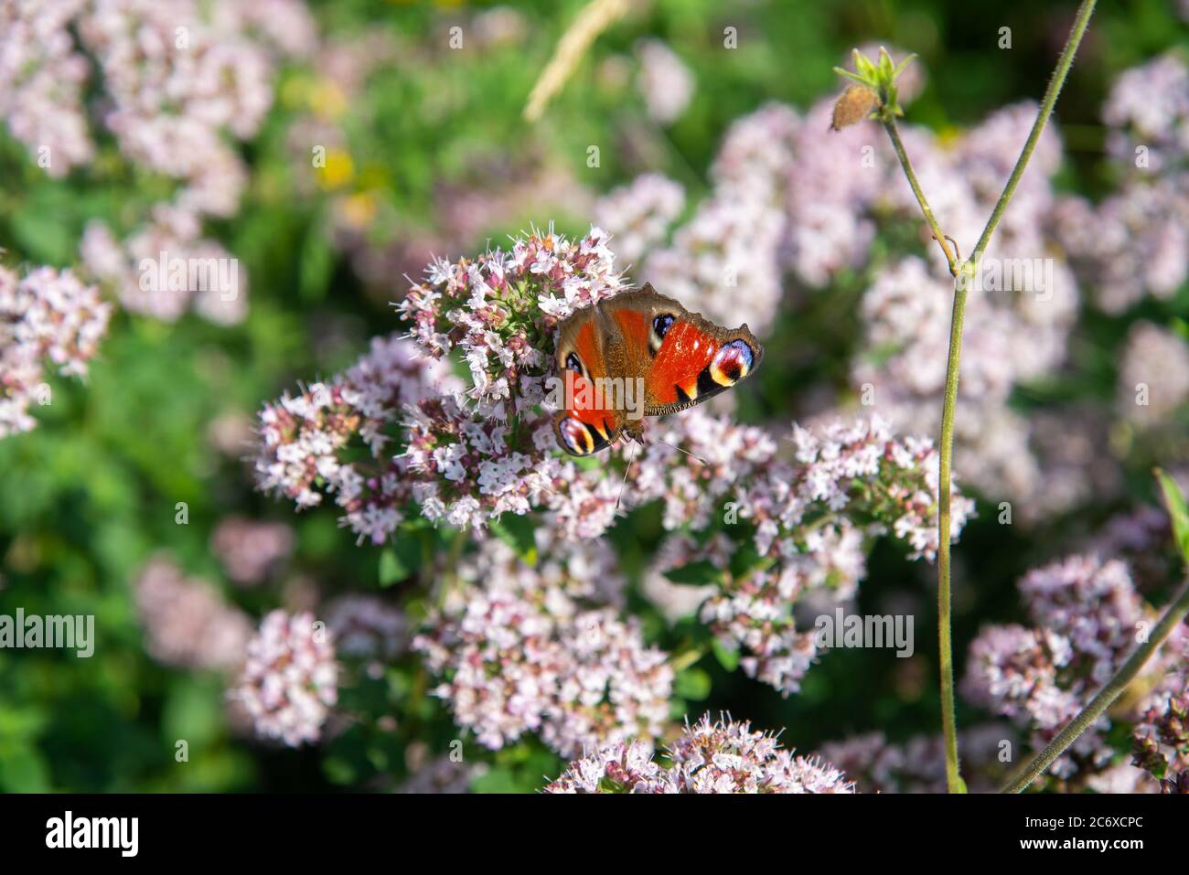 papillon de paon à l'origan sauvage en fleurs Banque D'Images