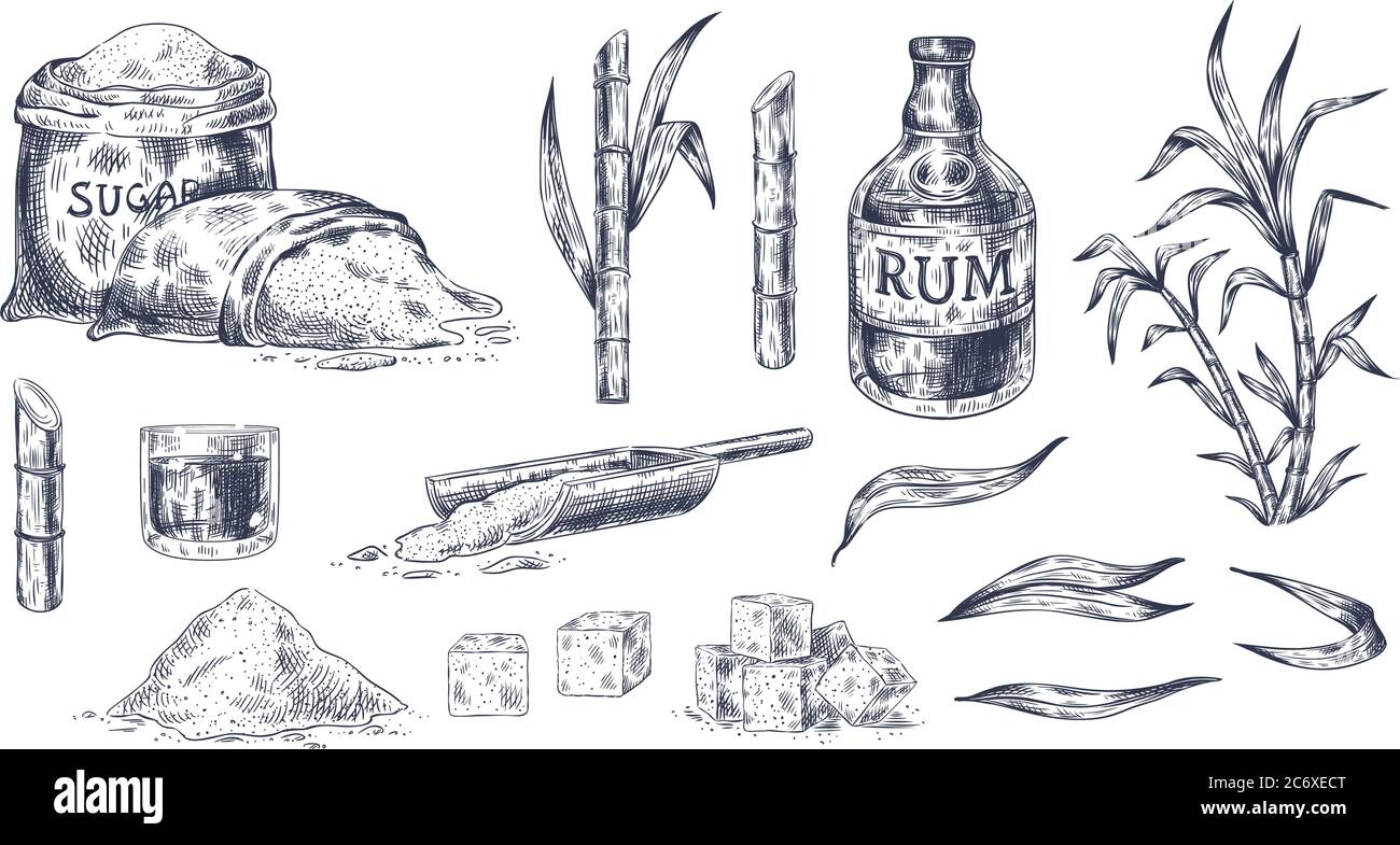 Canne à sucre tirée à la main. Sketch récolte de canne, sac de sucre et cubes, tiges douces feuilles plantes biologiques, verre et bouteille de rhum vecteur vintage Illustration de Vecteur