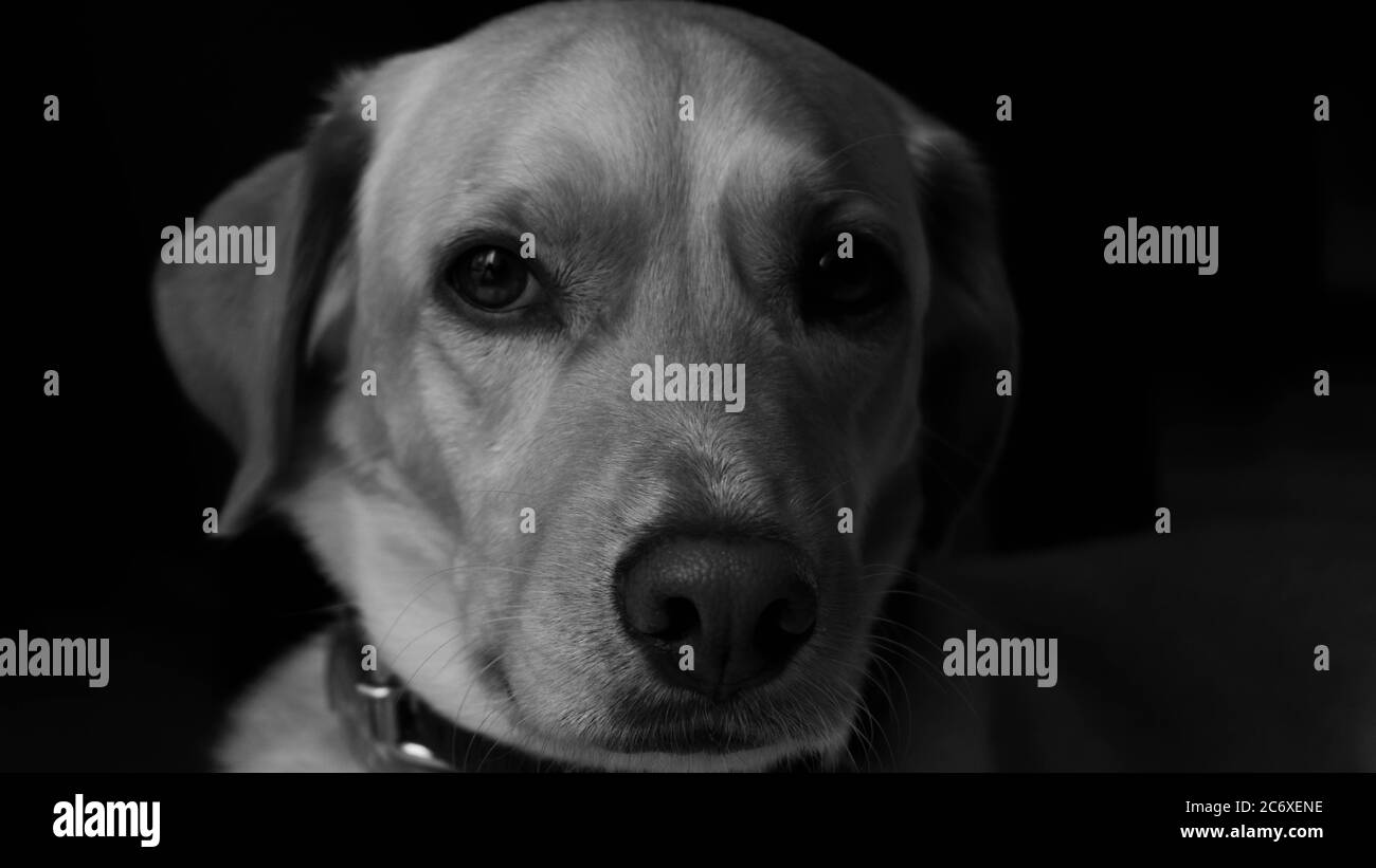 un portrait noir et blanc d'un labrador à la regarder la caméra Banque D'Images