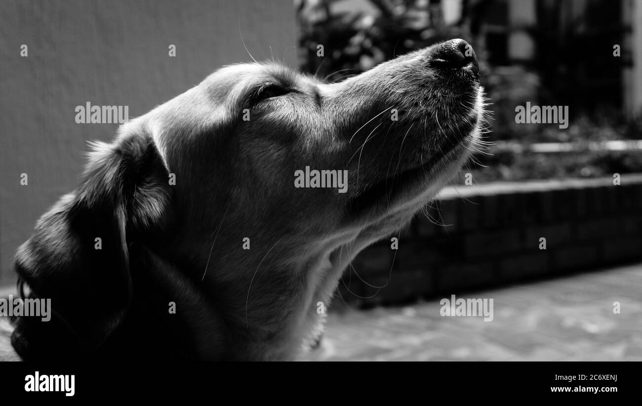 un portrait noir et blanc d'un chien secouru Banque D'Images