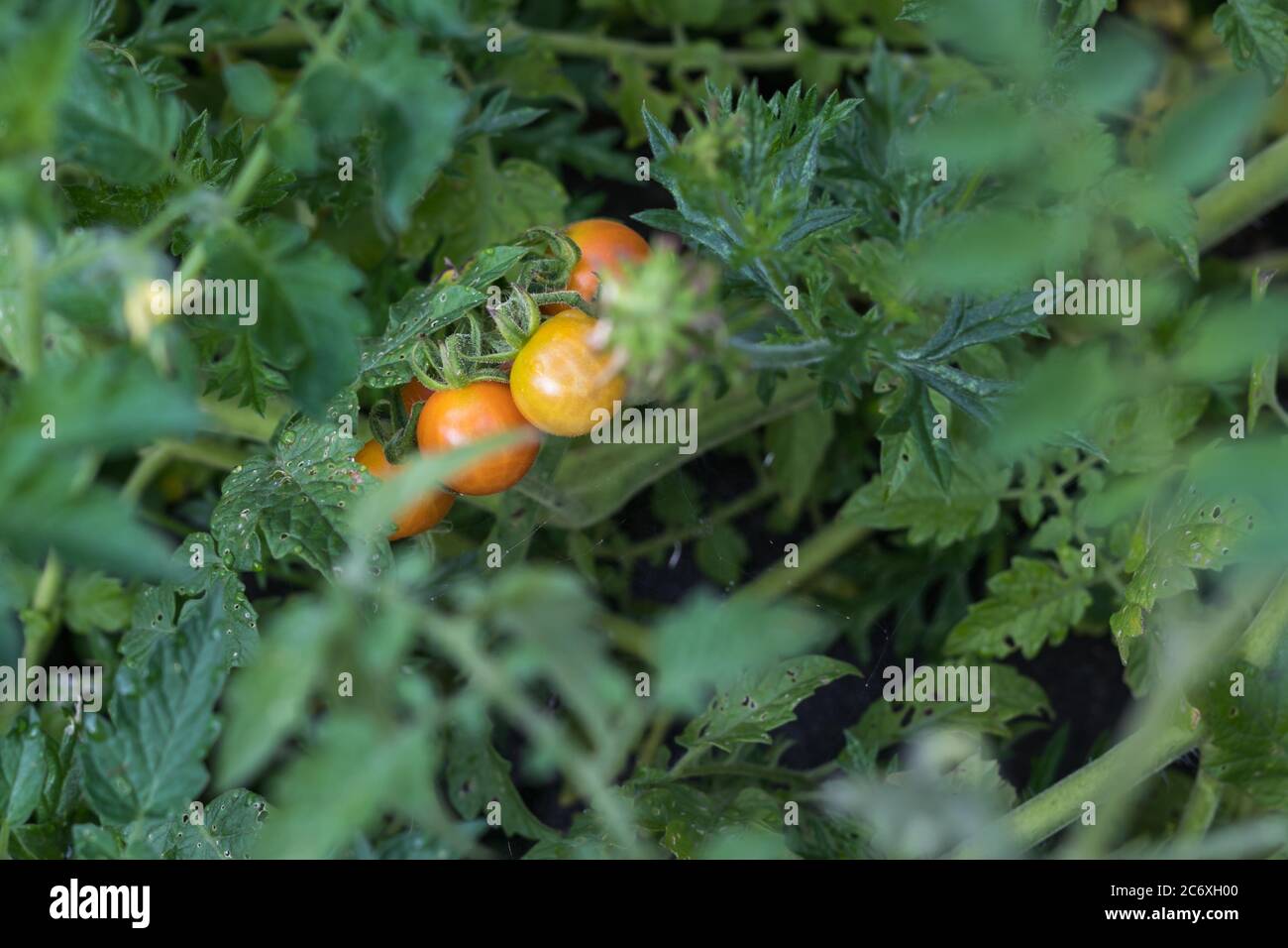 Une alimentation saine que vous pouvez cultiver dans votre jardin Banque D'Images