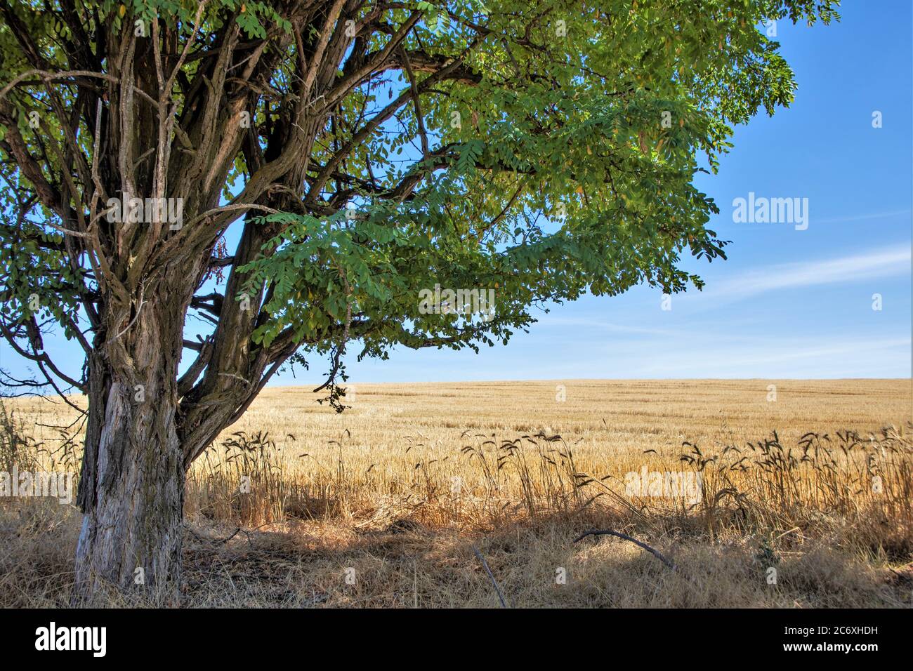 Arbre isolé sur les prairies herbeuses en Amérique centrale sous le soleil Jour dans le temps chaud d'été aux États-Unis Banque D'Images