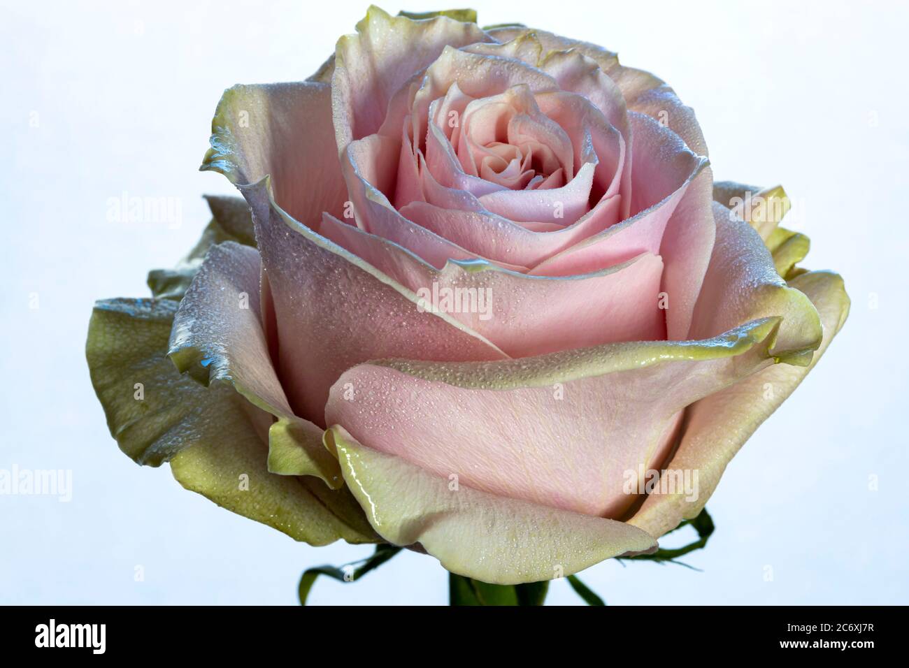 Roses rose et vert Banque D'Images
