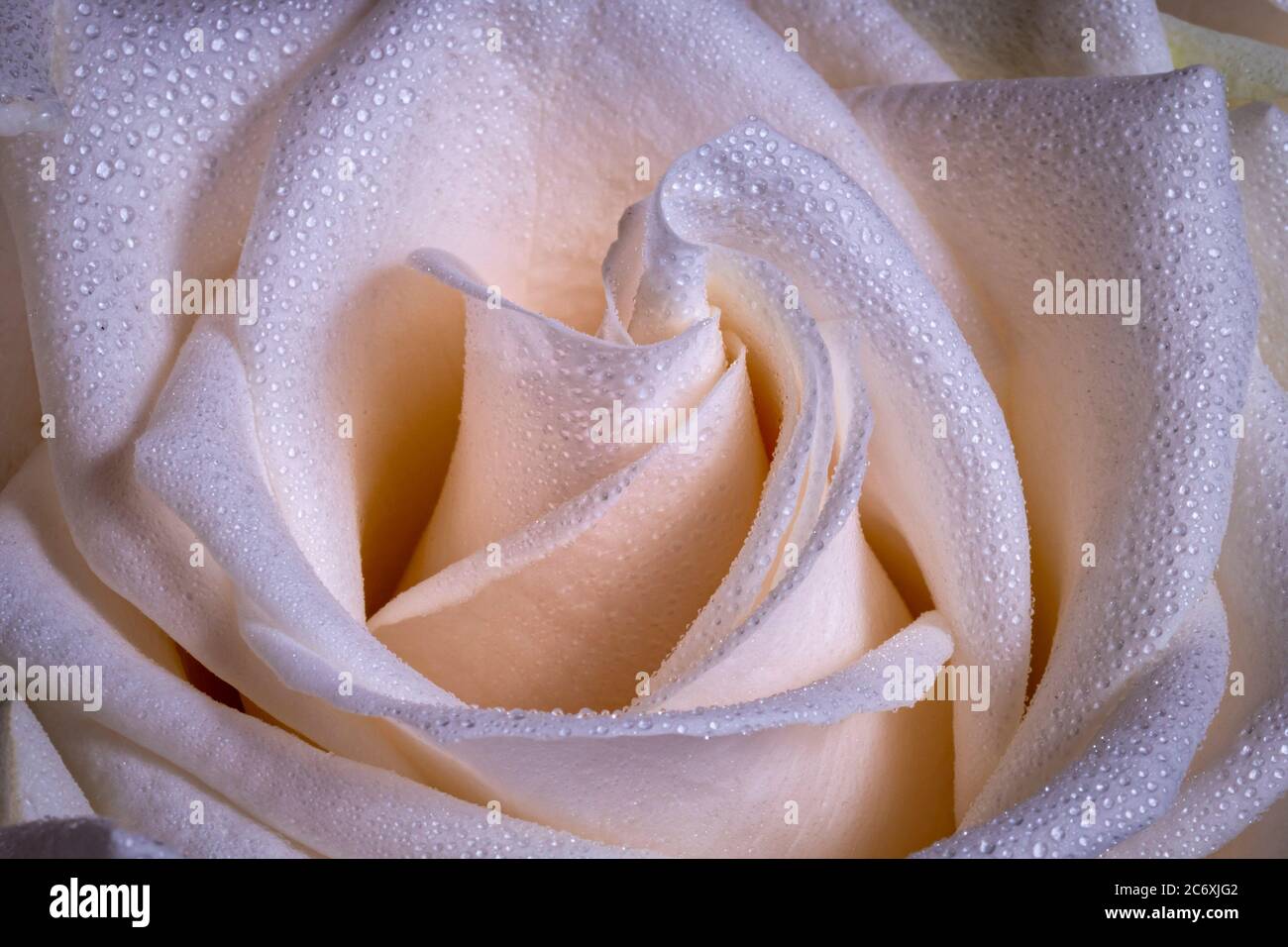 Roses rose de rosée Banque D'Images