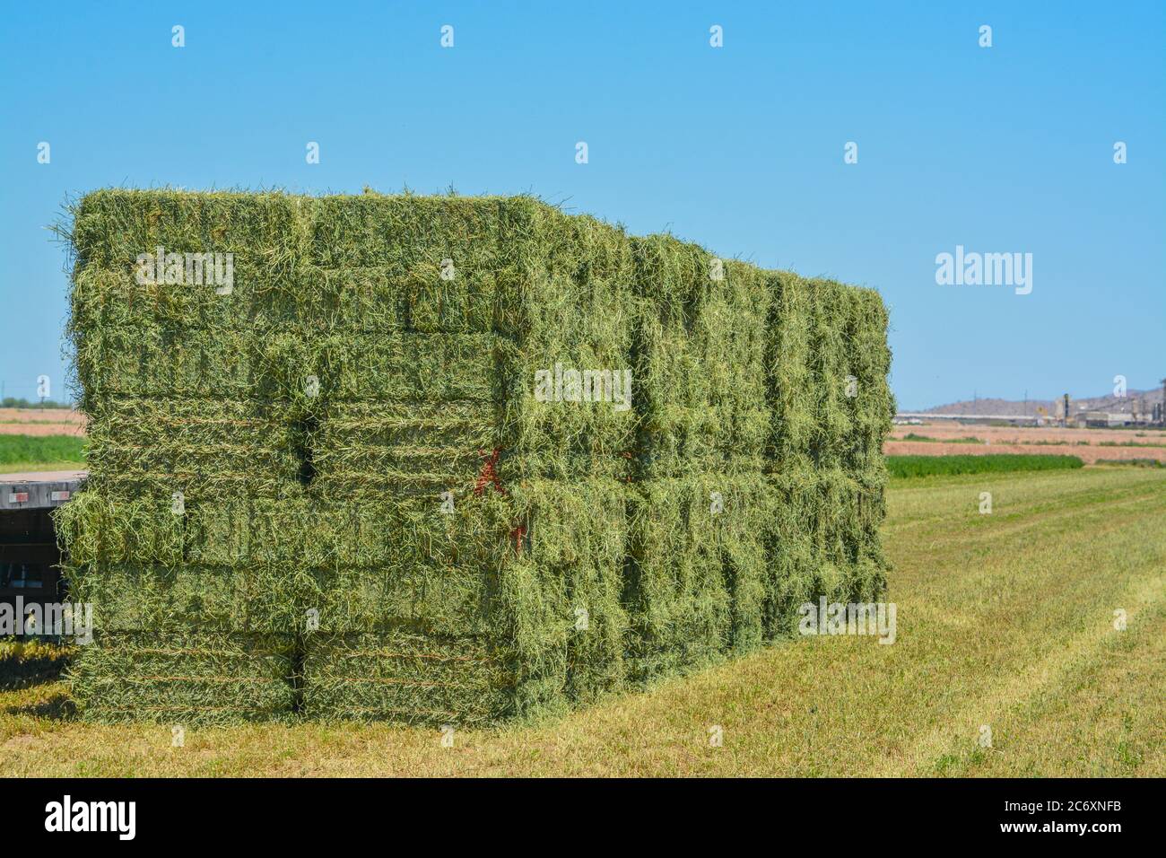 Foin de luzerne, cultivé, mis en balles, prêt à être expédié aux magasins d'alimentation. Goodyear, Maricopa County, Arizona, États-Unis Banque D'Images