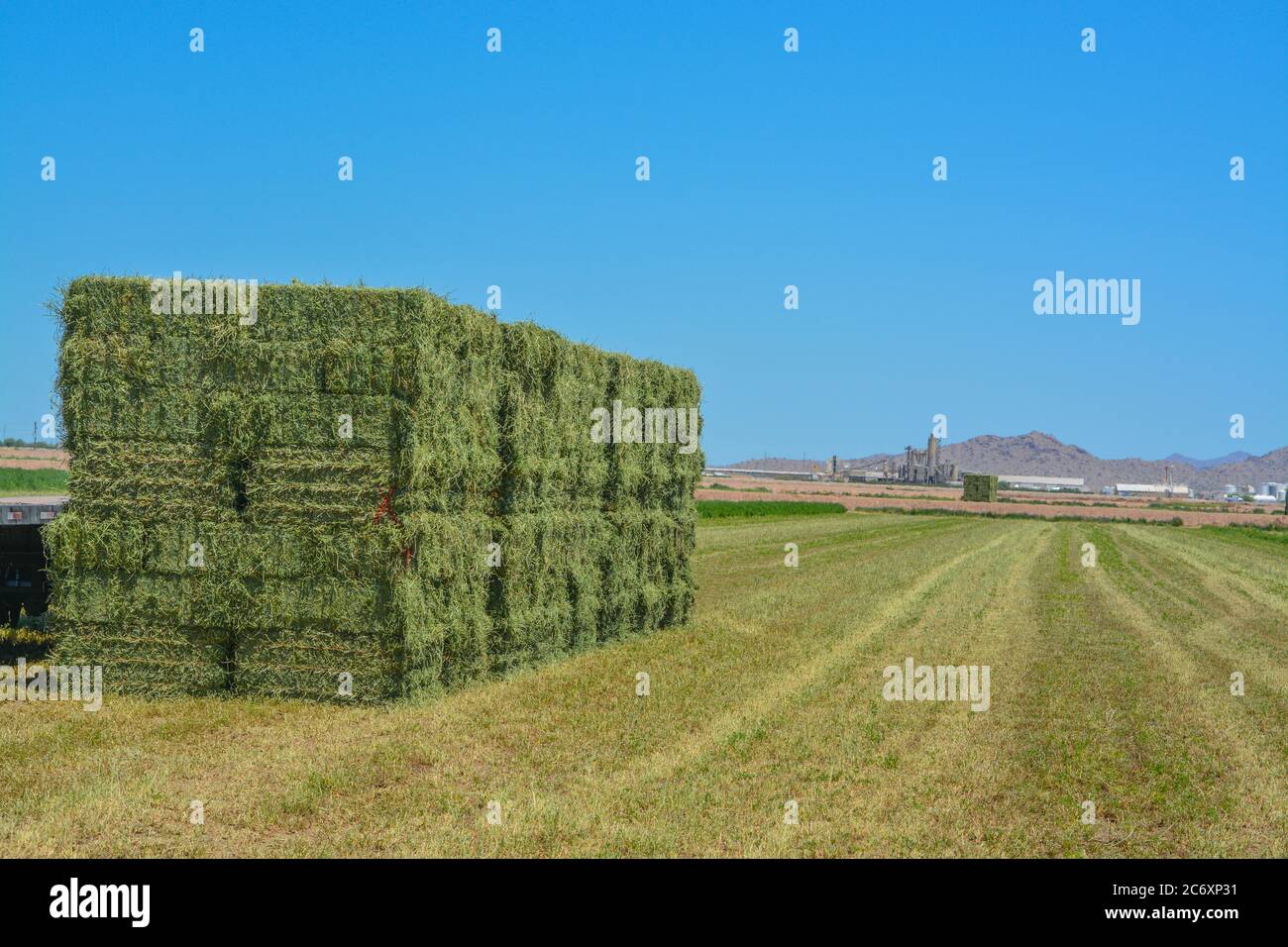 Foin de luzerne, cultivé, mis en balles, prêt à être expédié aux magasins d'alimentation. Goodyear, Maricopa County, Arizona, États-Unis Banque D'Images