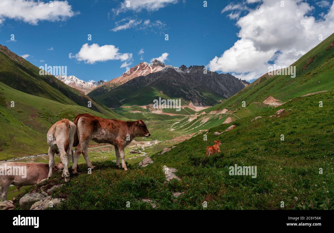 Un paysage merveilleux le long de la route Duku, qui est reconnue comme la plus belle autoroute, nord-ouest de la Chine Xinjiang Uyghur région autonome, 13 Ju Banque D'Images