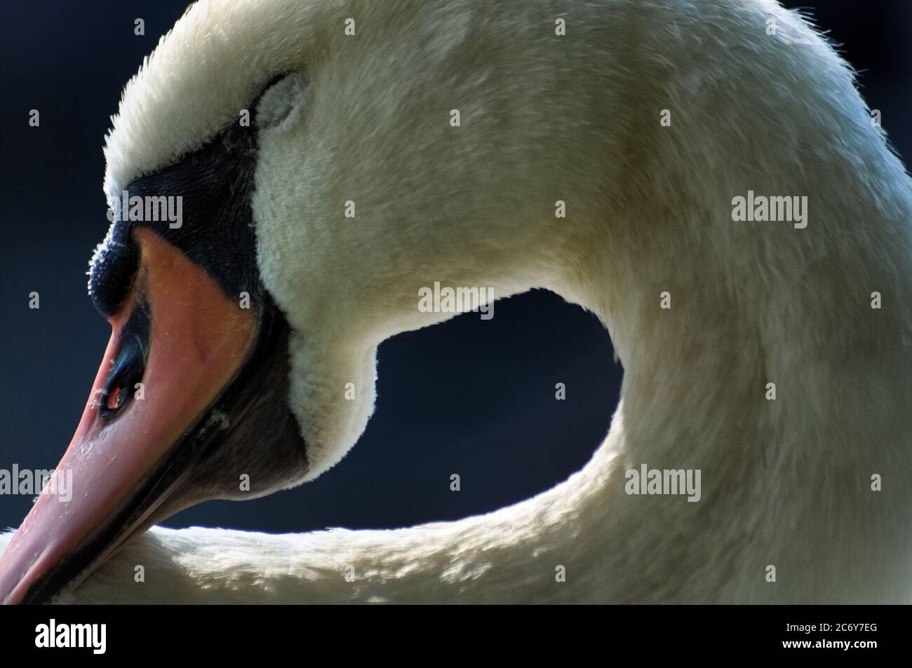 Vue rapprochée d'un cygne blanc endormi, avec tête et cou courbés, au soleil du matin. Banque D'Images