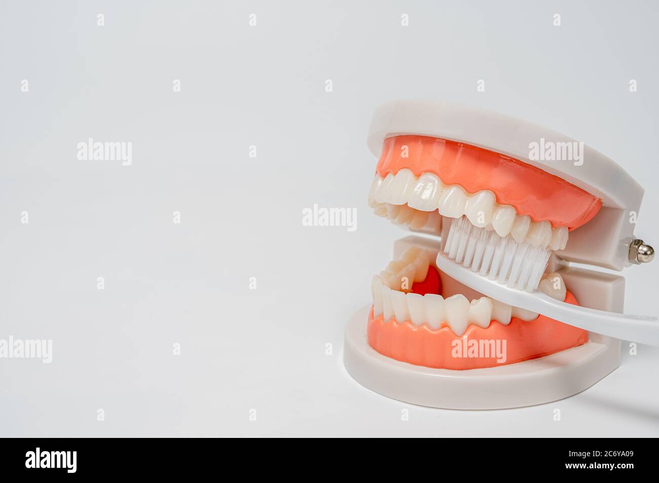 Dentisterie, médecine, équipement médical et stomatologie concept. Modèle à mâchoire avec brosse à dents blanche sur fond blanc. Banque D'Images