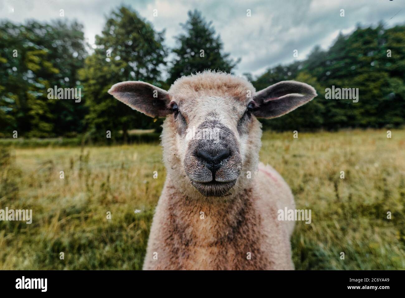 Moutons dans la campagne dans la prairie avec soleil de novembre Banque D'Images