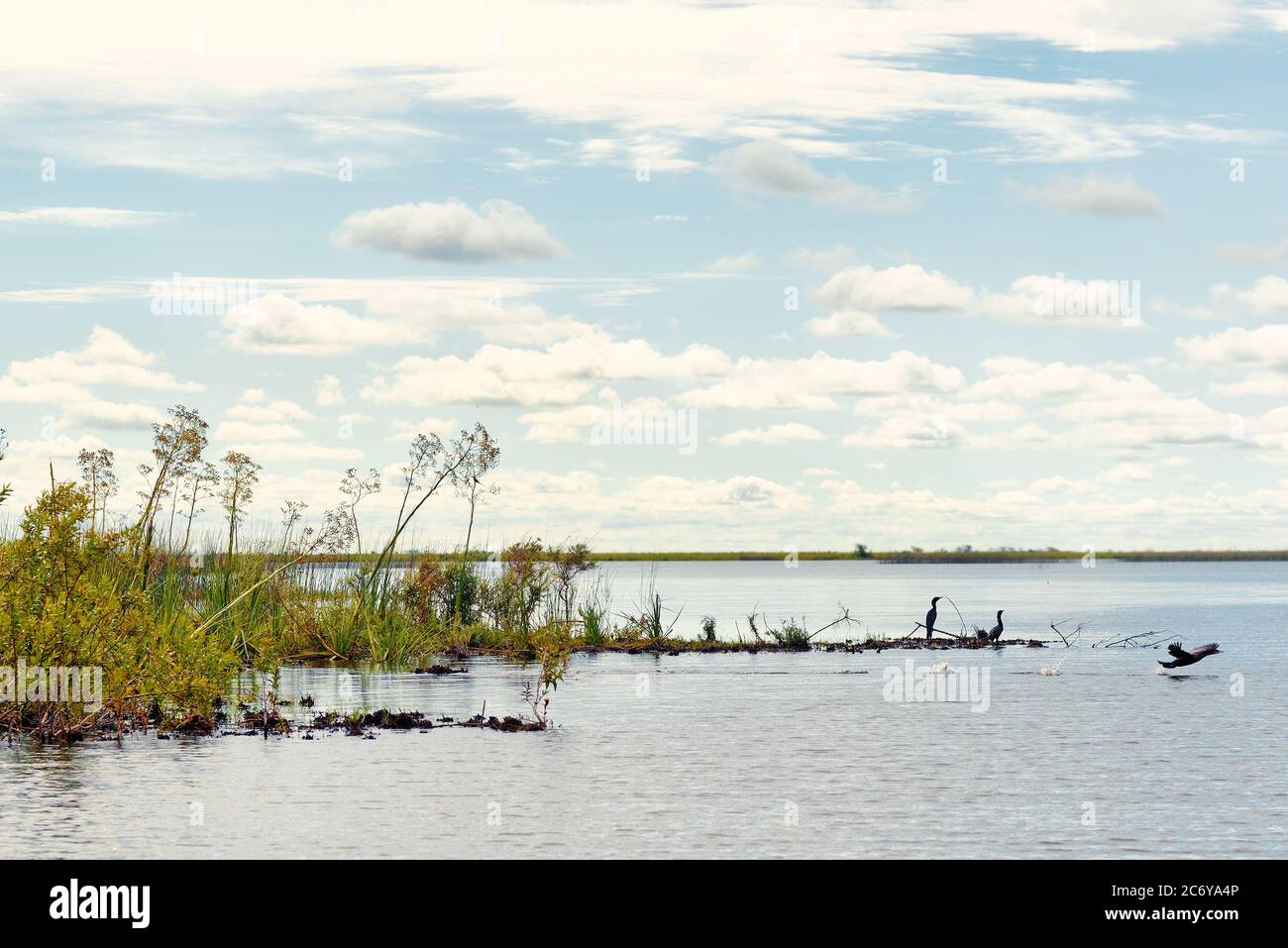 Dans les zones humides de la Réserve naturelle du parc national Esteros del Ibera, Colonia Carlos Pellegrini, Corrientes, Argentine. Banque D'Images