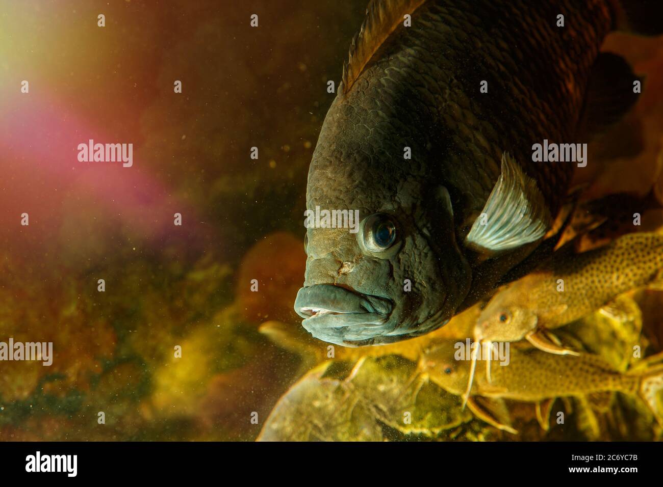 Un monde sous-marin rêveur dans un aquarium. De grands poissons d'eau douce nagent dans l'aquarium. Banque D'Images