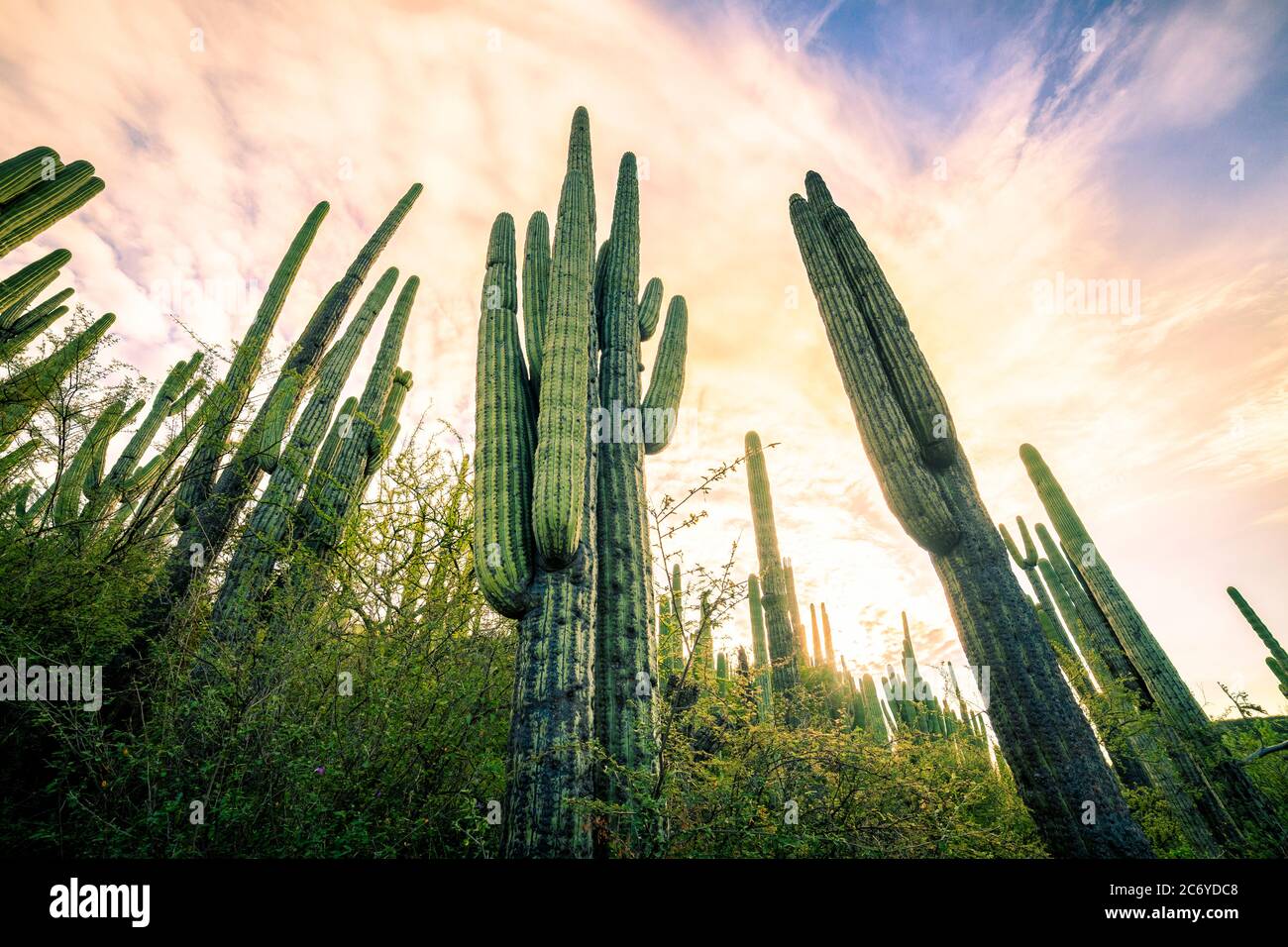Paysage de cactus dans la réserve Tehuacan-Cuicatlan à Puebla, au Mexique. Banque D'Images