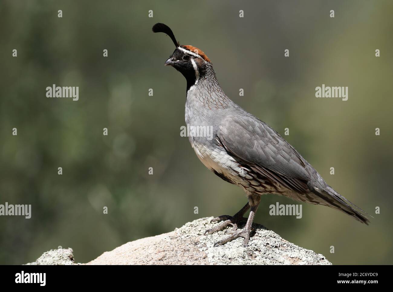 Un mâle Gambel's Quail trouve un point élevé pour se tenir à l'affût de sa famille mange. Banque D'Images