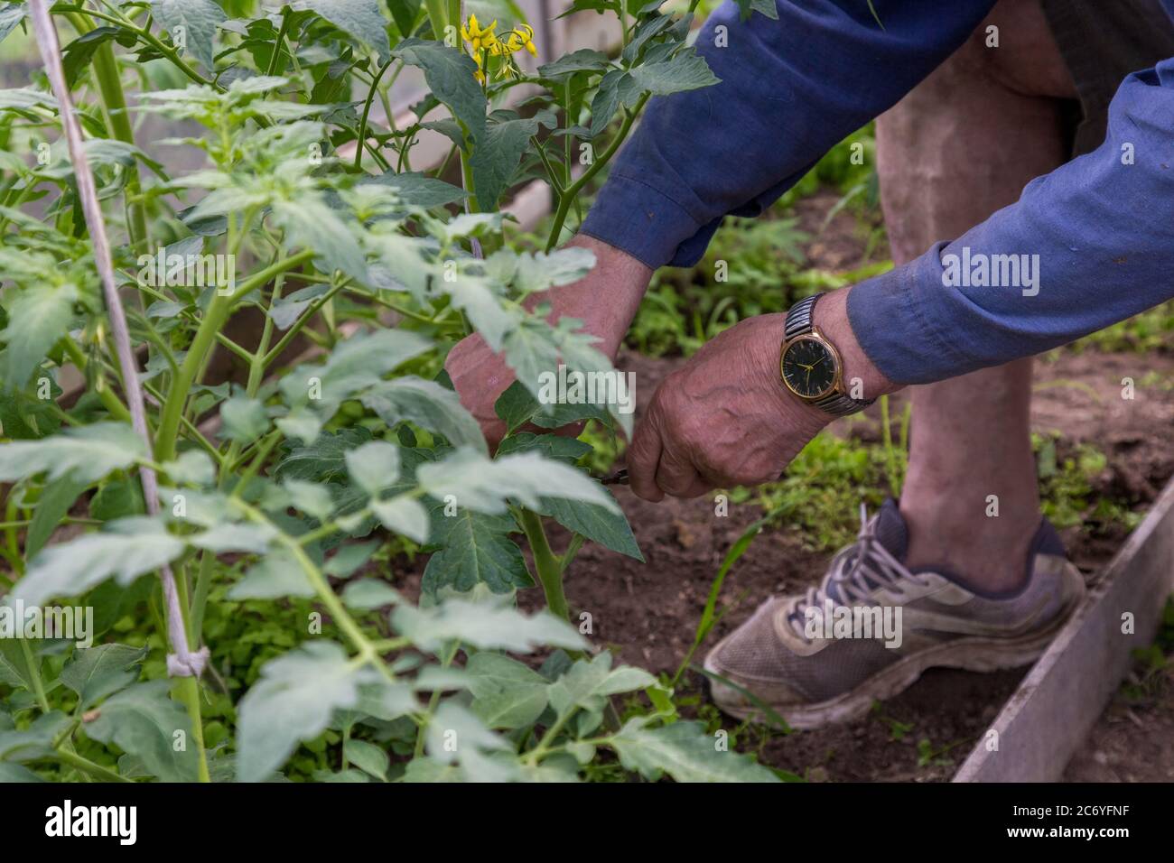 hommes adulte pincez et retirez les sucettes de la plante de tomate Banque D'Images