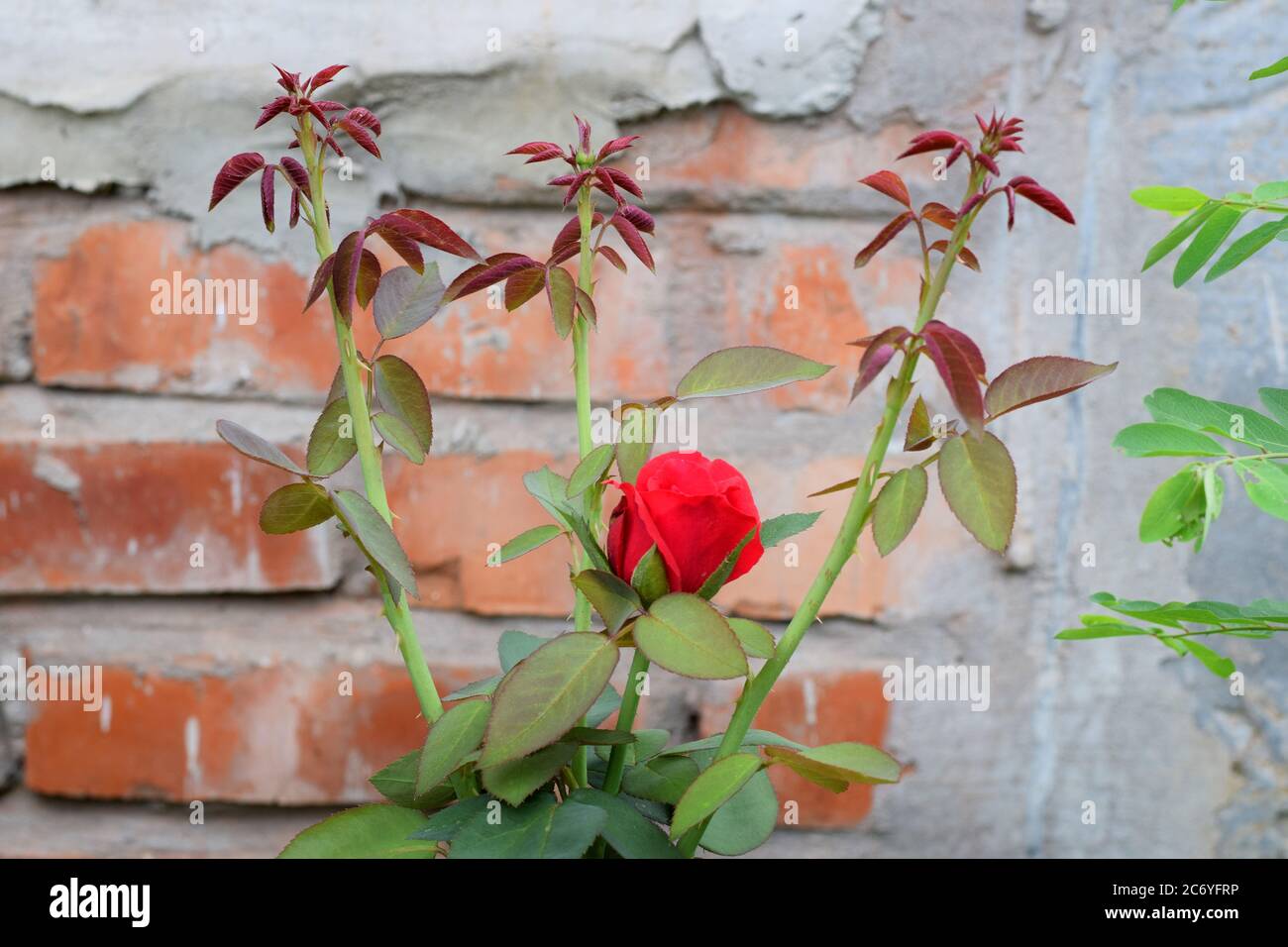 Belle rose rouge et il est plante sur le mur de brique flou avant Banque D'Images