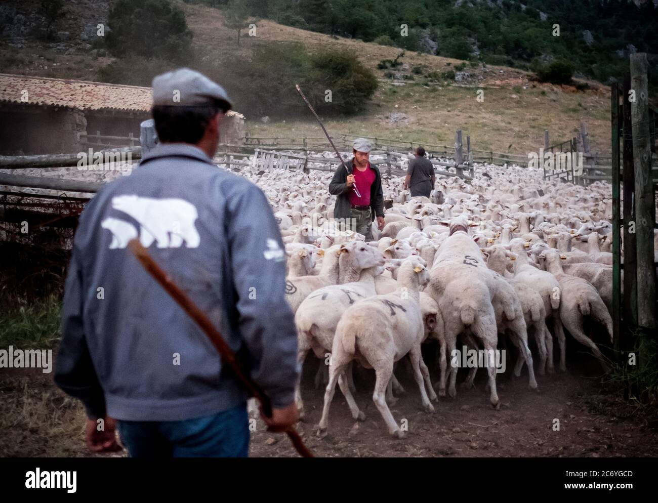 Enrique, Alejandro et Juan enfermer les moutons dans un tribunal à leur arrivée à leur destination dans les montagnes nier à Guadalaviar. Date : 28-06-2016. Photo: Xabier Mikel Laburu. Banque D'Images