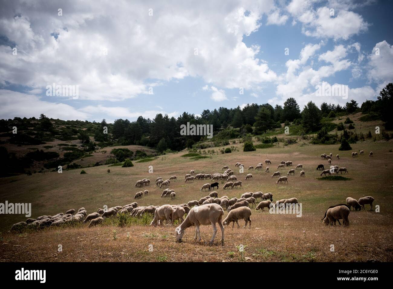 Un flok de pâte de mouton dans les champs voisins du village de Guadalaviar dans les montagnes Albarracín en Espagne. Date : 29-06-2016. Photo: Xabier Mikel Laburu Banque D'Images