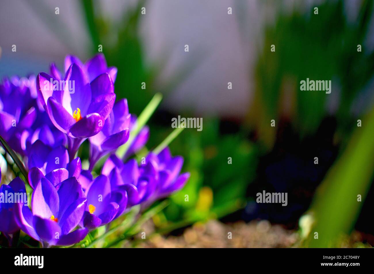 Fleurs violettes comme premier signe de printemps lors d'une journée ensoleillée en Transylvanie. Banque D'Images