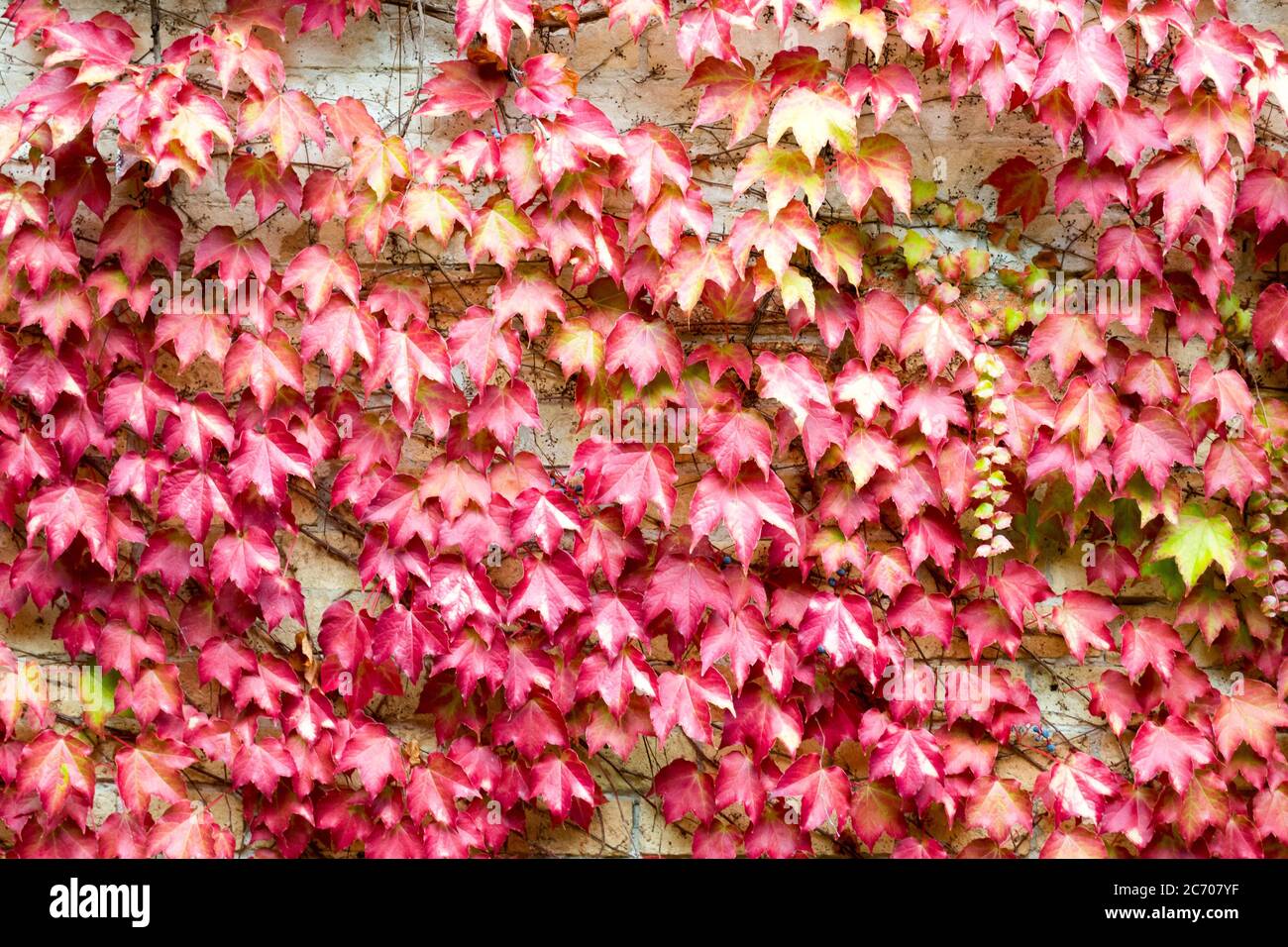 Belles couleurs d'automne d'un mur de lierre. Les feuilles rouges et jaunes créent un motif naturel Banque D'Images