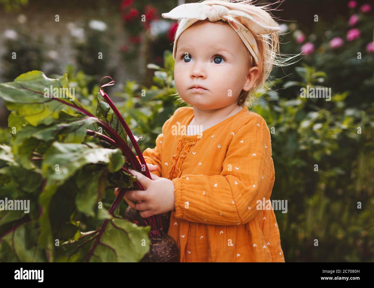 Bébé fille tenant betterave saine mode de vie bio vegan nourriture manger  légumes enfant dans le jardin maison cultivé plante à base de nutrition  Photo Stock - Alamy