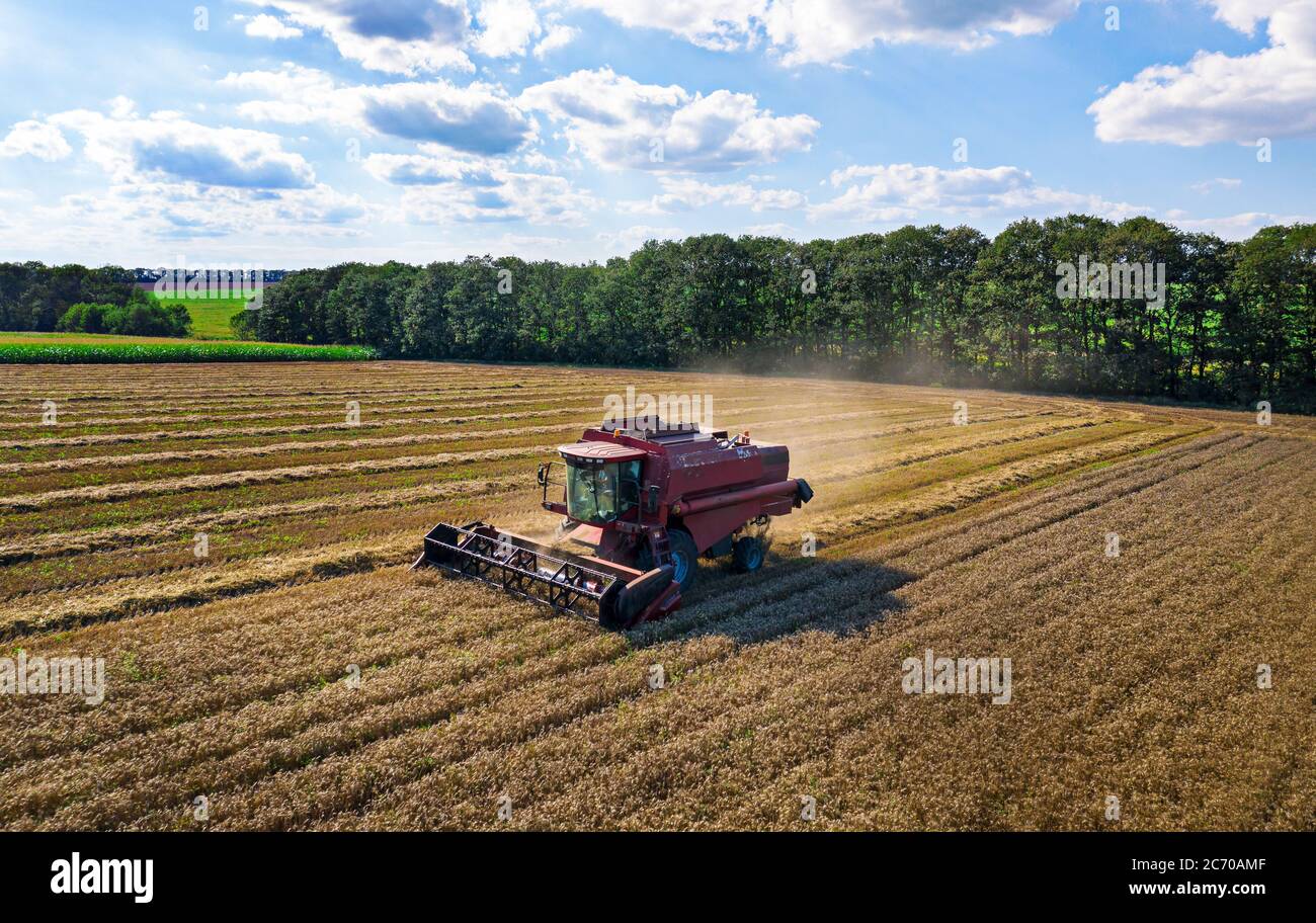 Machine de récolte travaillant dans le champ. Vue de dessus du drone. Banque D'Images