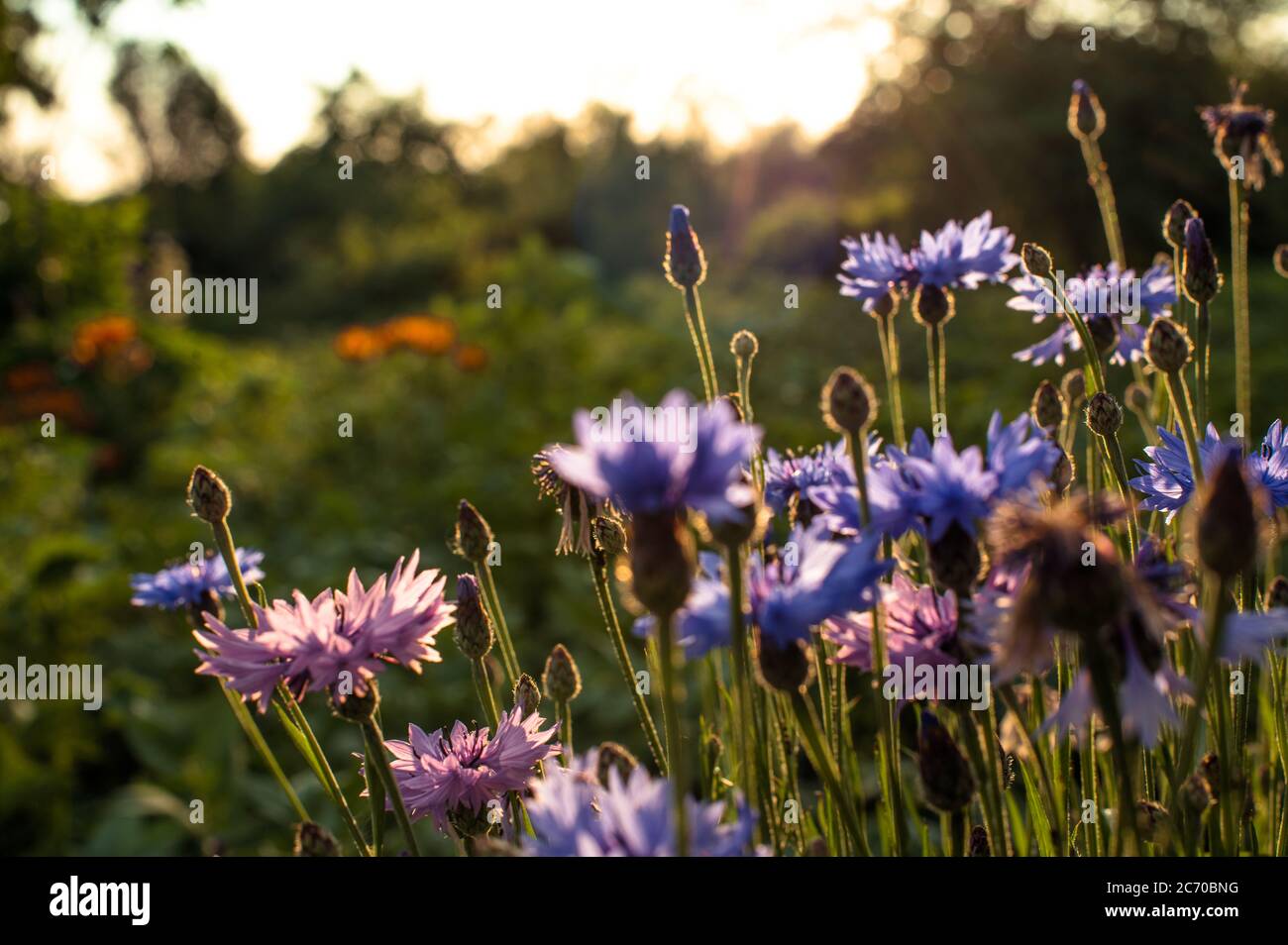 Belle prairie fleurs sauvages dans le champ sur fond de coucher de soleil. Magnifique Centaurea bleu Banque D'Images