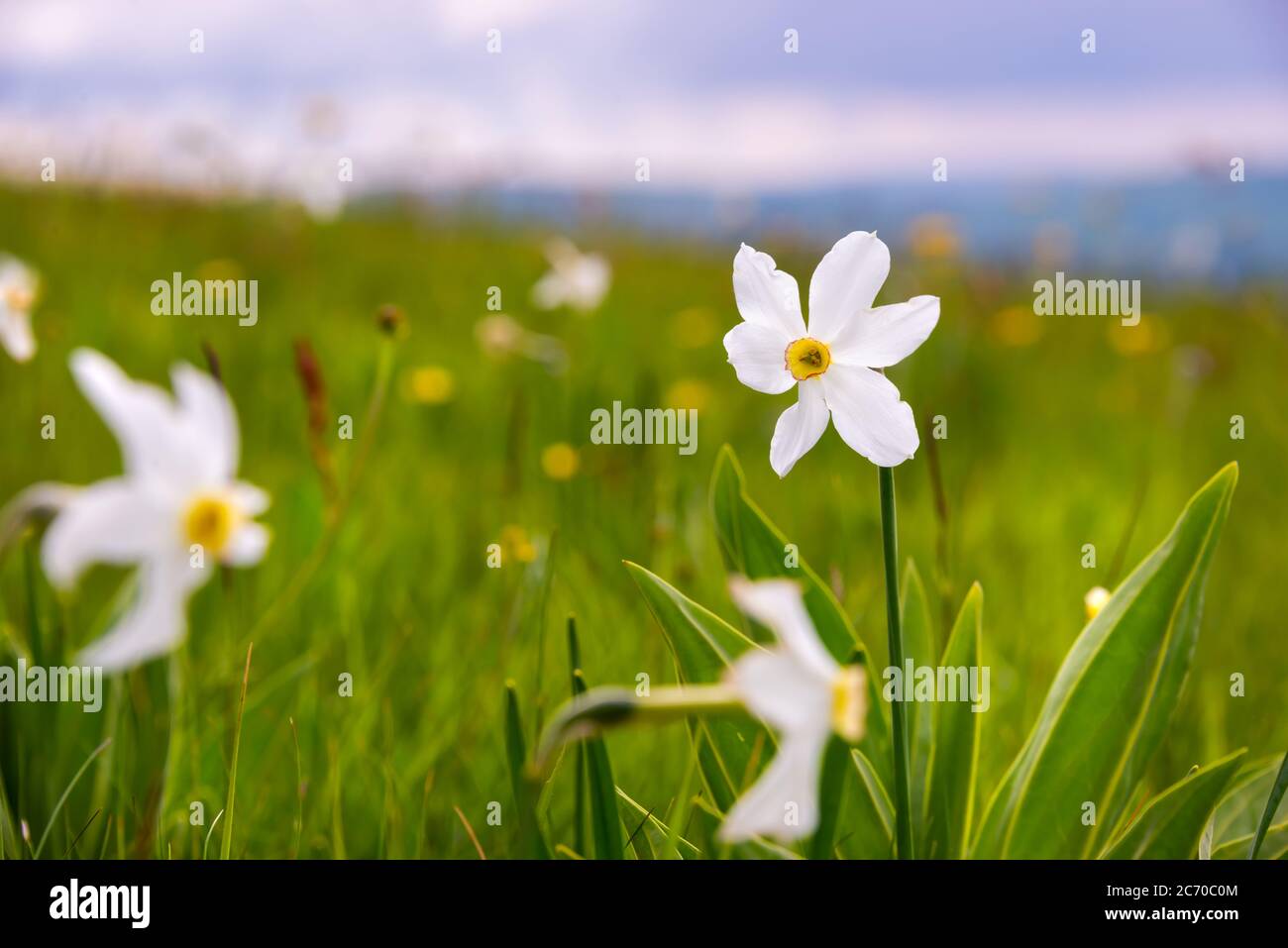 Champ de fleurs sauvages de narcisse, fleurs sauvages au printemps Banque D'Images