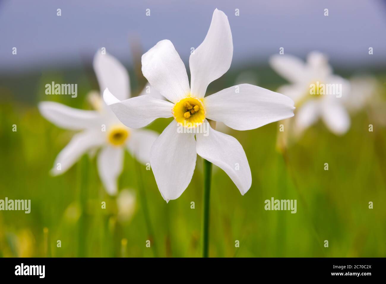 Champ de fleurs sauvages de narcisse, fleurs sauvages au printemps Banque D'Images