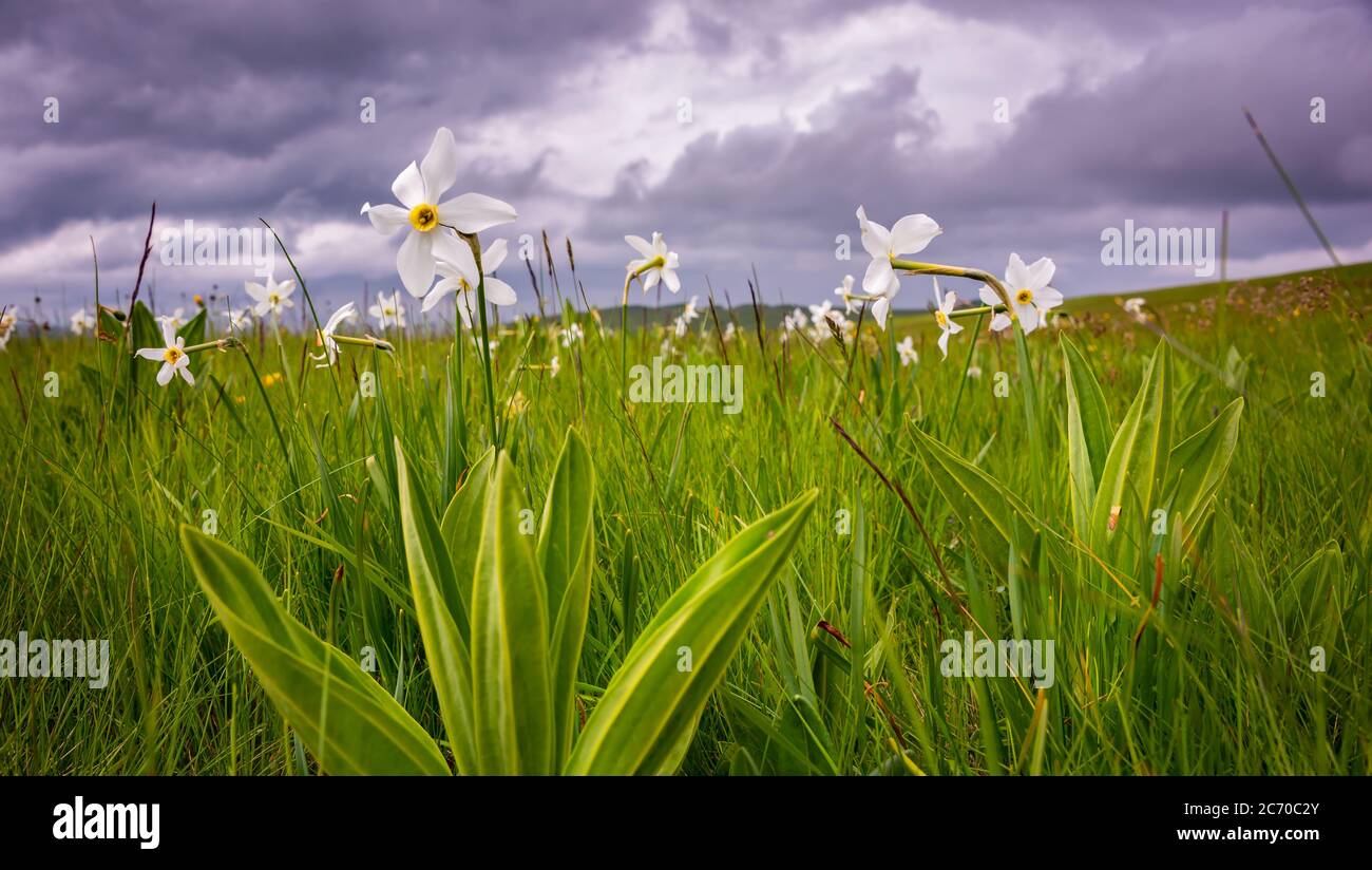 Champ de fleurs sauvages de narcisse, fleurs sauvages au printemps Banque D'Images