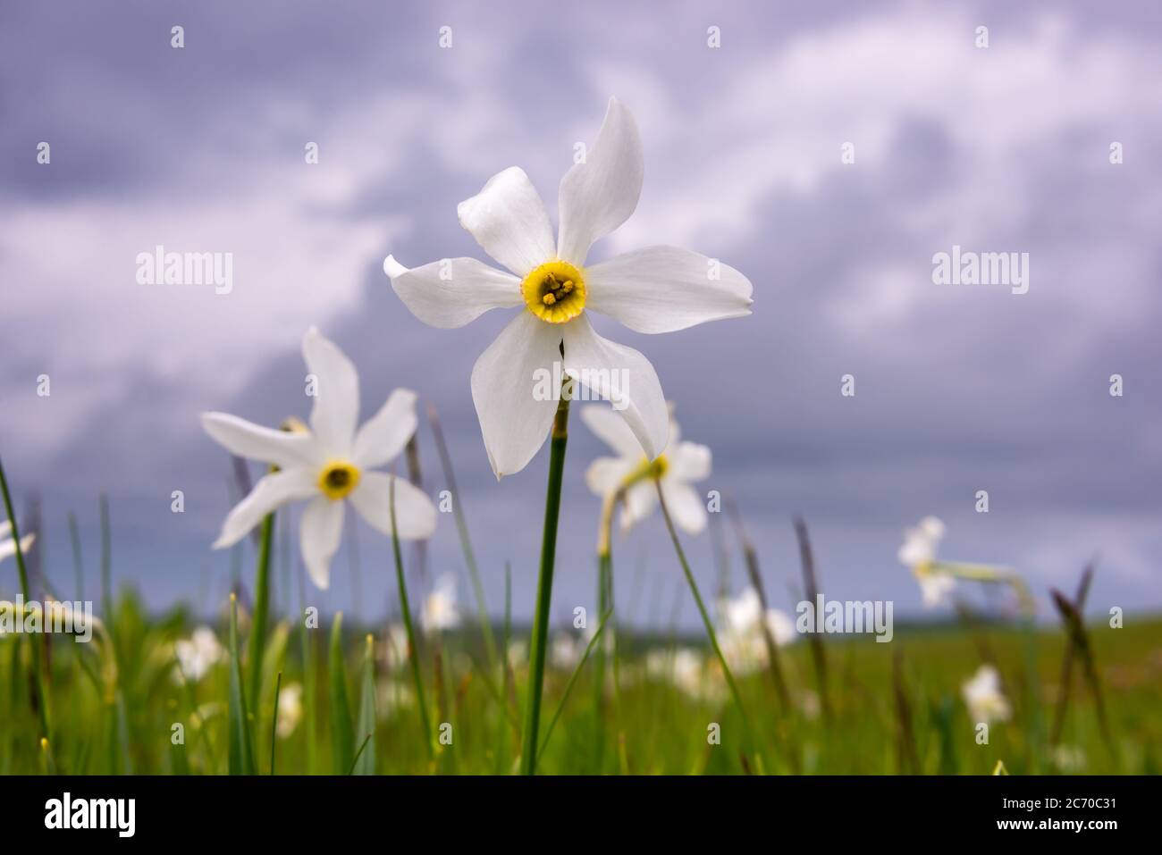 Champ de fleurs sauvages de narcisse, fleurs sauvages au printemps Banque D'Images