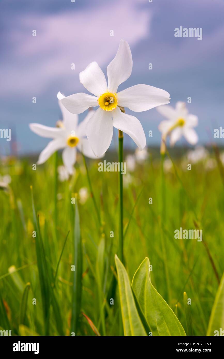 Champ de fleurs sauvages de narcisse, fleurs sauvages au printemps Banque D'Images