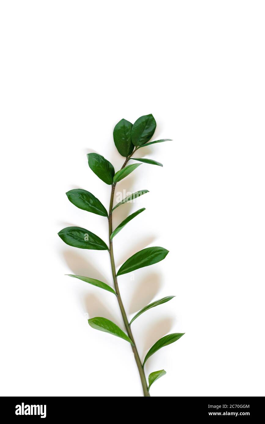 Usine sud-africaine Zamioculcas, branche avec des feuilles de plantes de maison sur fond blanc avec ombres Banque D'Images