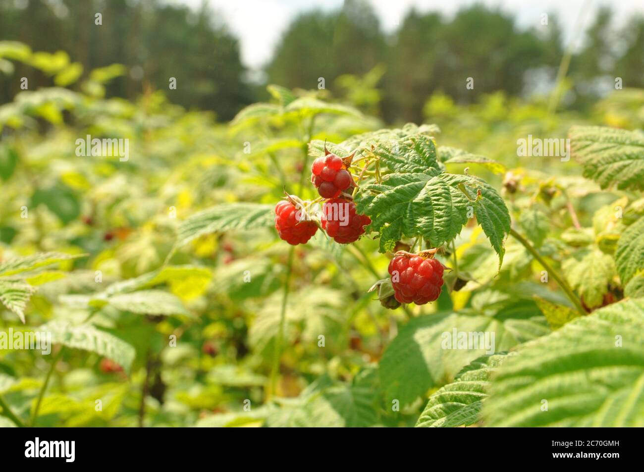 Fruits mûrs sur les arbustes de framboises dans la forêt. Banque D'Images
