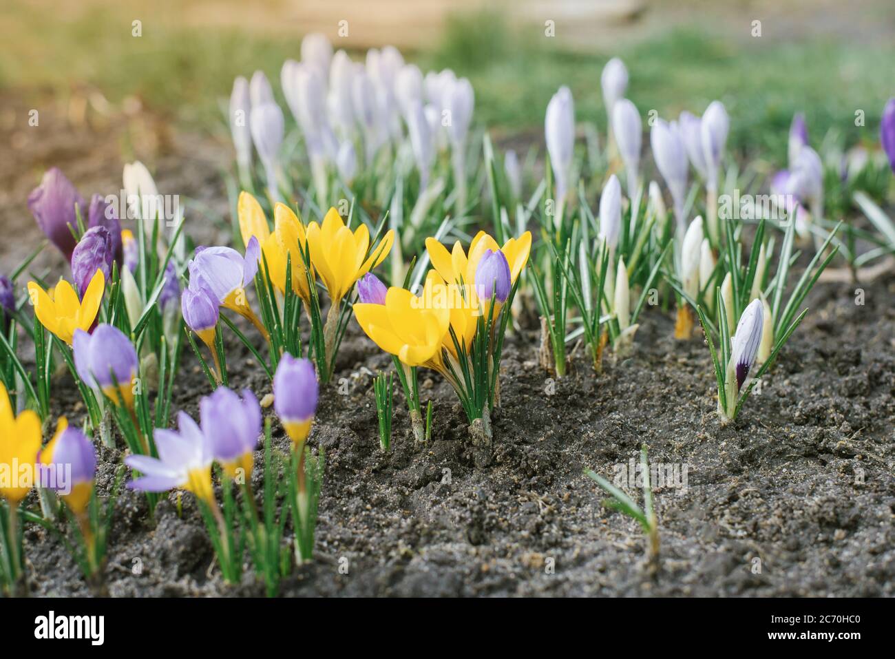 Les crocodiles printaniers fleurissent dans le parc. Crocus violets et jaunes frais, mise au point sélective. Banque D'Images