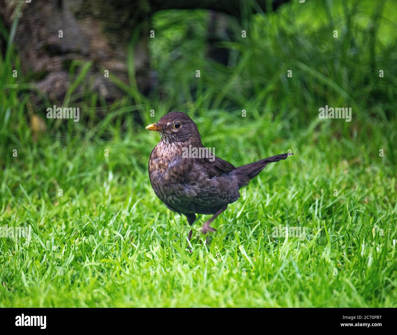 Un Blackbird mâle fatigué et effronté pendant son Molt dans un jardin à Alsager Cheshire Angleterre Royaume-Uni Banque D'Images