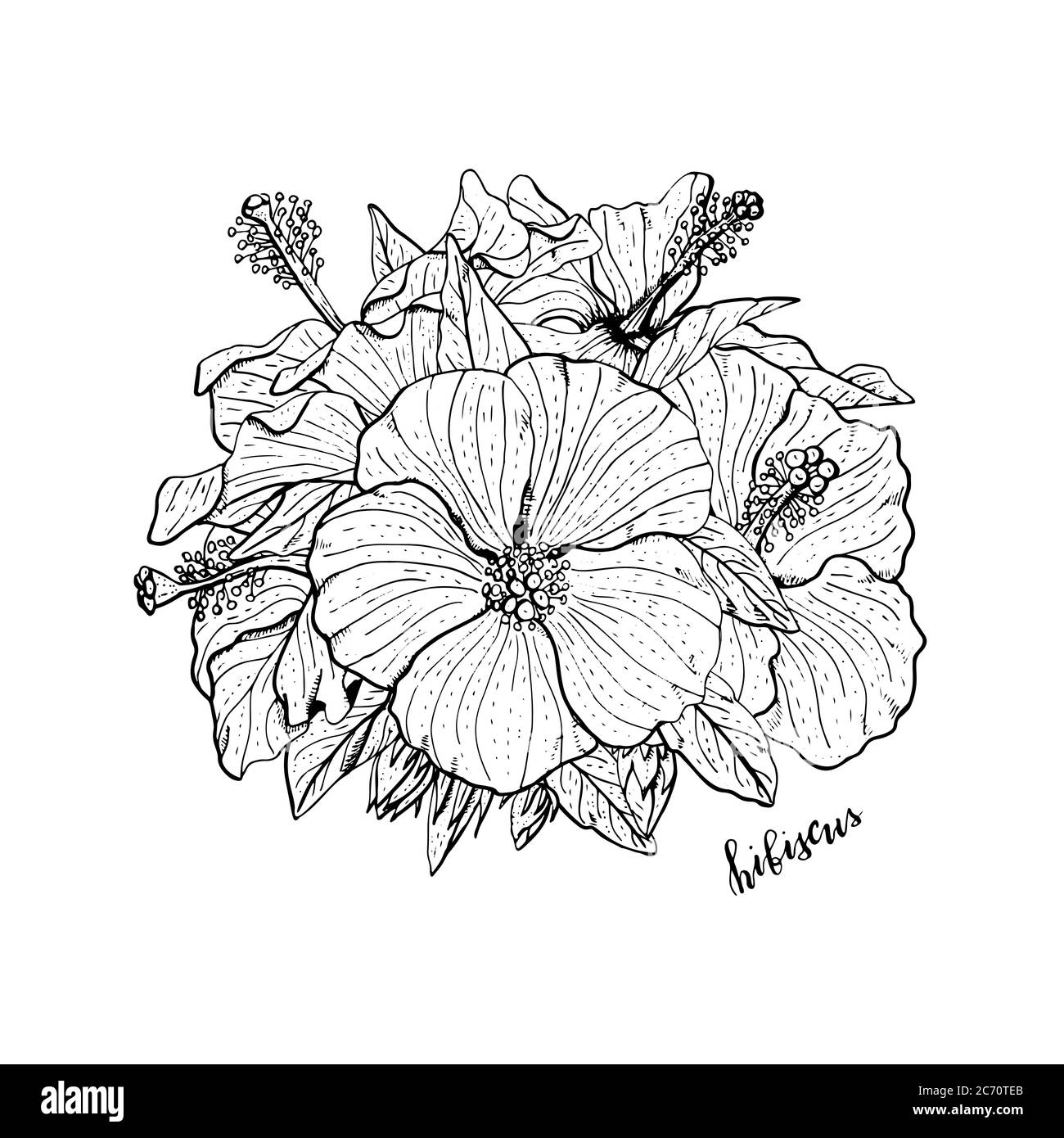 Arrangement de fleurs d'hibiscus monochromes dessinées à la main. Élément à motif fleuri. Isolé sur fond blanc. Vecteur Illustration de Vecteur Arrangement de fleurs d'hibiscus monochromes dessinées à la main. Élément à motif fleuri. Isolé sur fond blanc. Vecteur Illustration de Vecteur