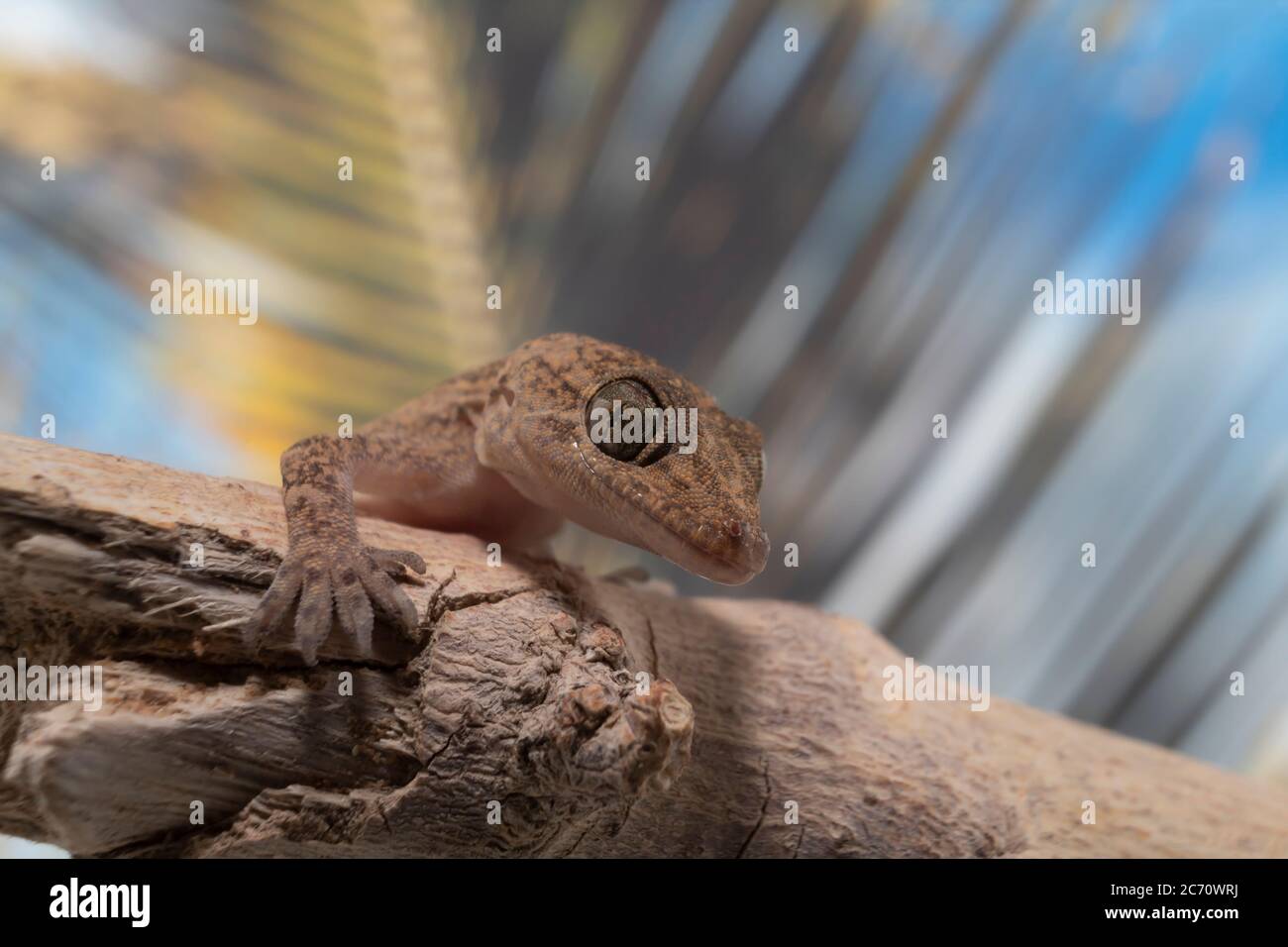 Gros plan d'un foyer commun Gecko sur une branche avec une paume fronde en arrière-plan Banque D'Images